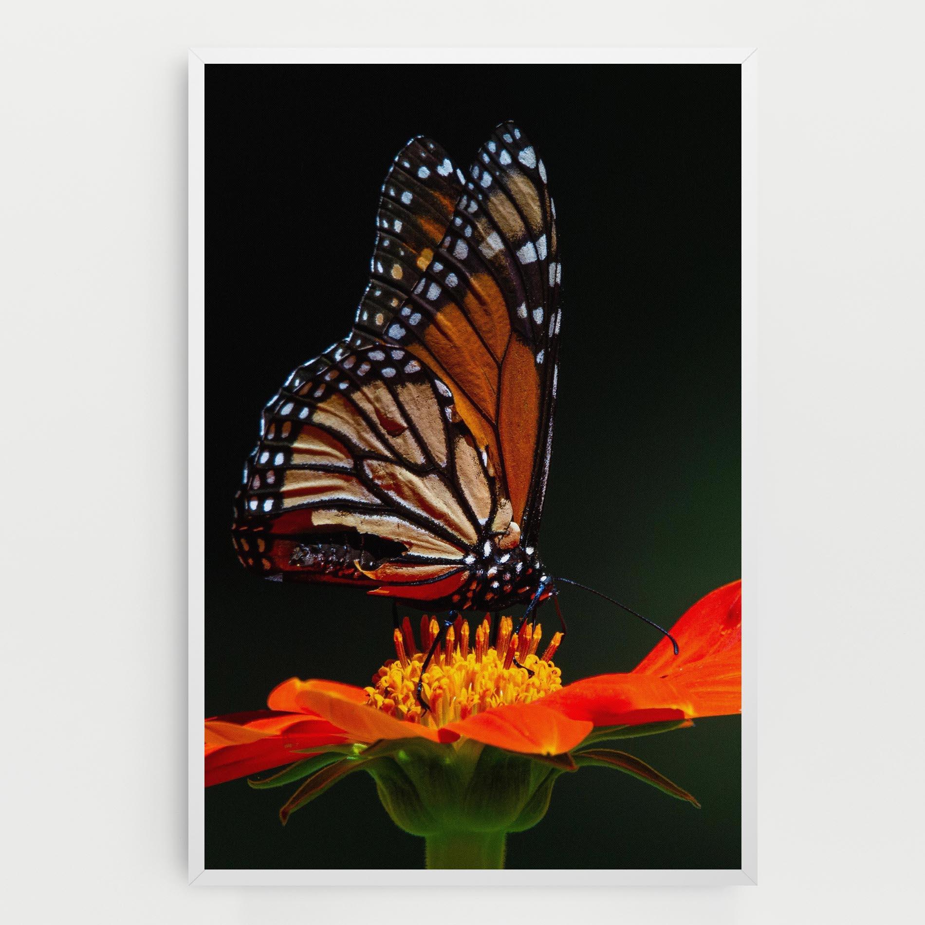 Vászonkép Dark Orange Butterfy mockup 0
