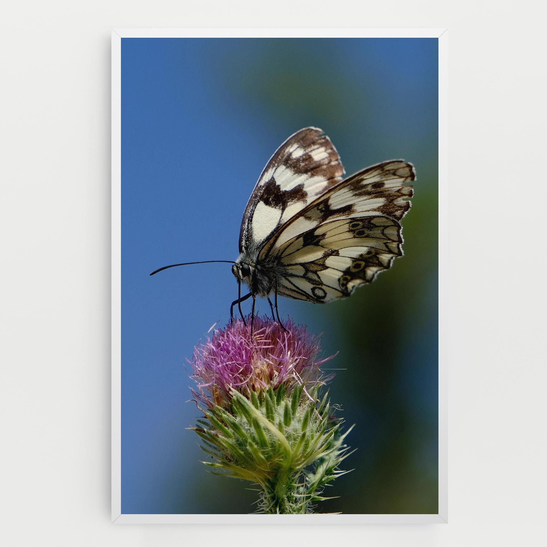 Grey White Butterfly mockup 0