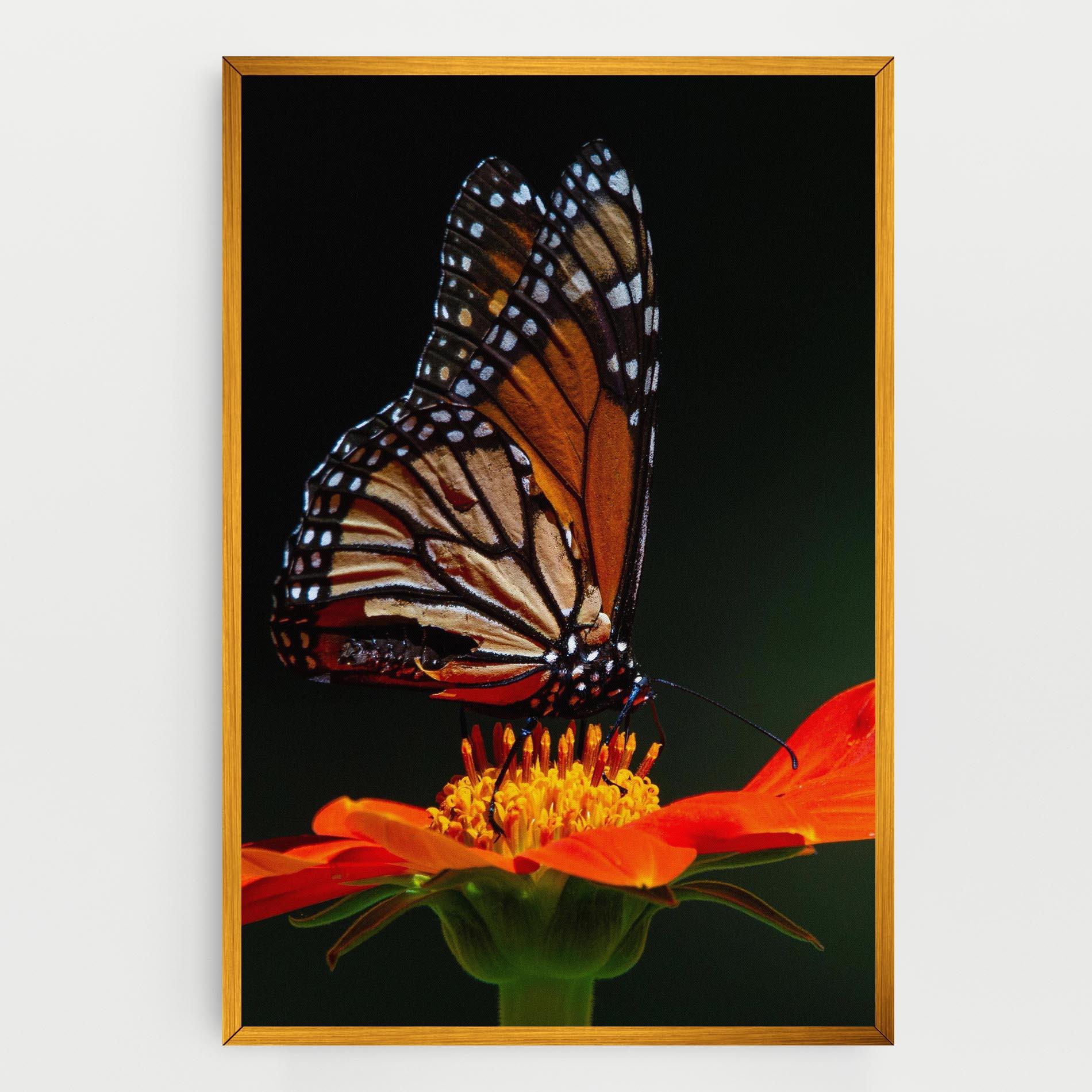 Vászonkép Dark Orange Butterfy mockup 0
