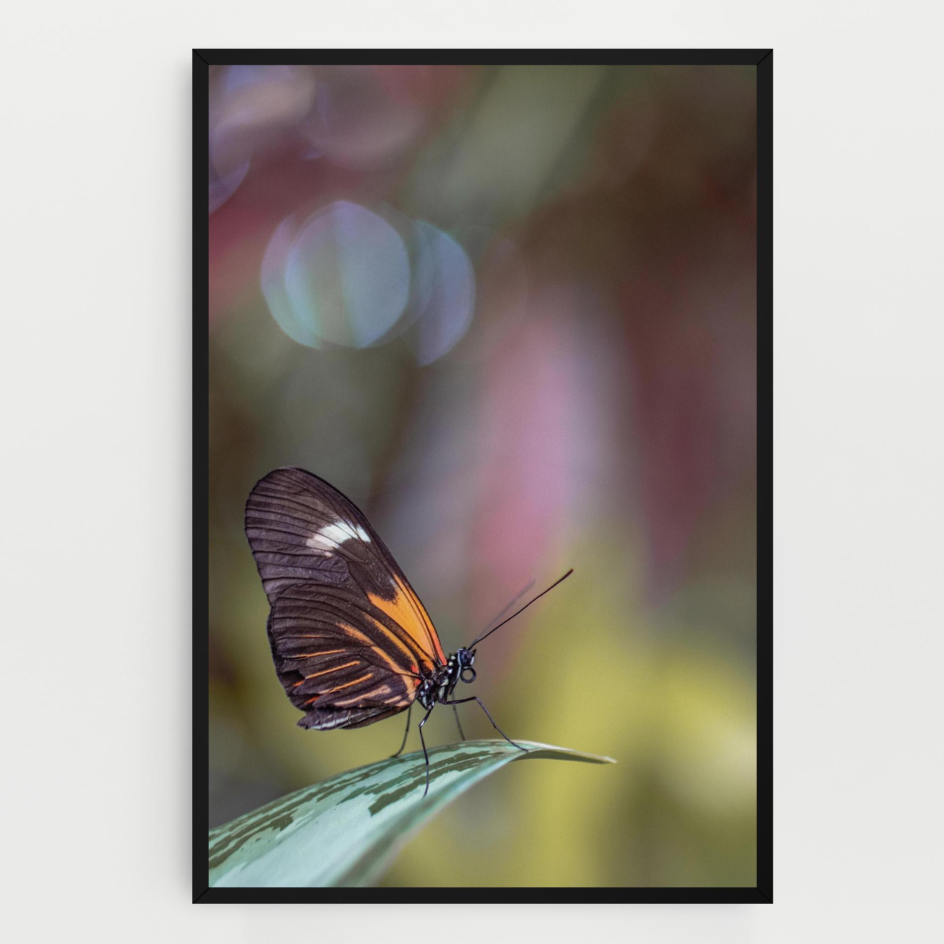 Vászonkép Dark Purple Butterfly mockup 0