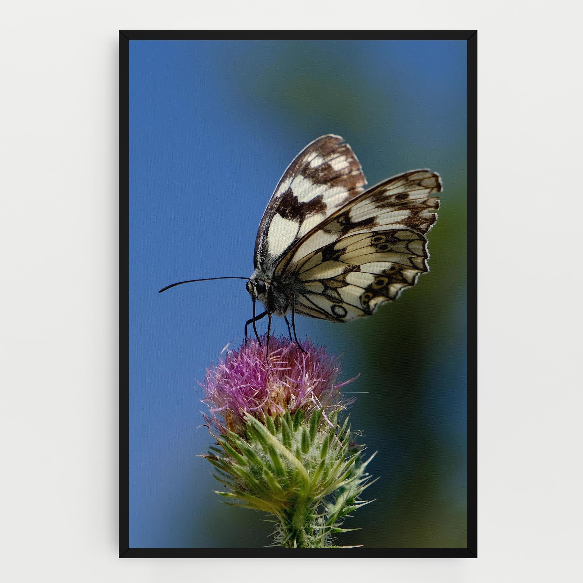 Vászonkép Grey White Butterfly mockup 0