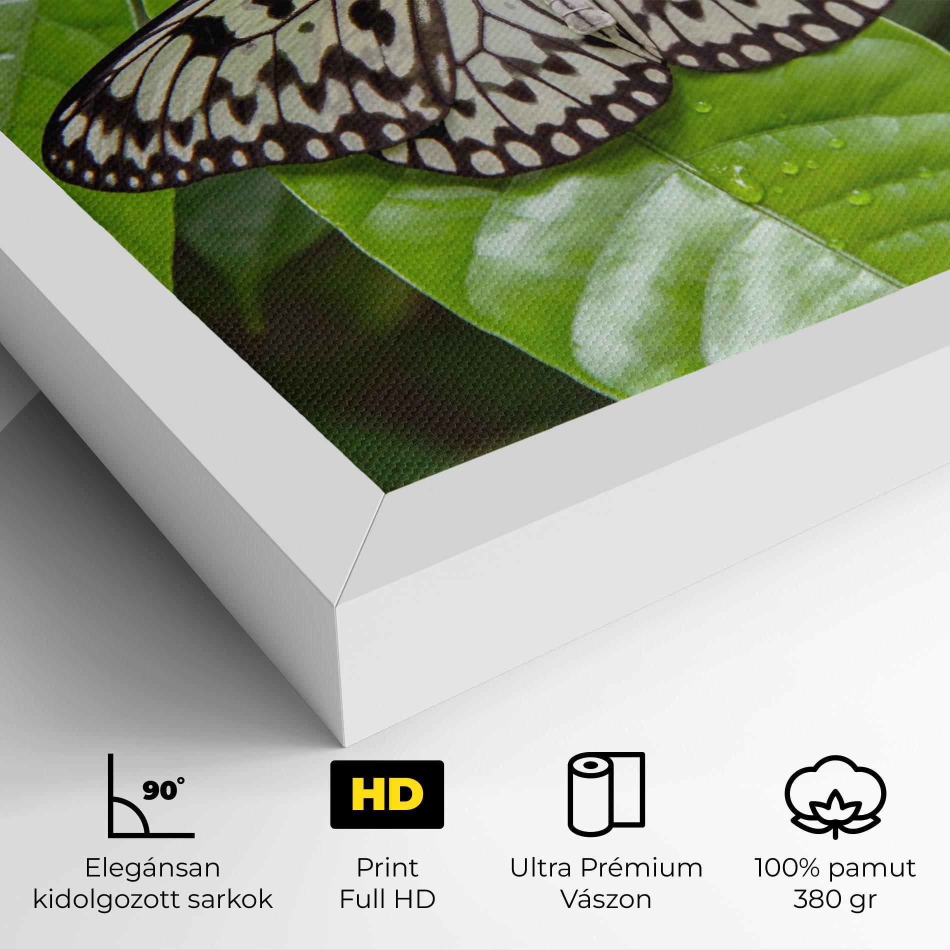 Vászonkép Beautiful White Butterfly mockup 4