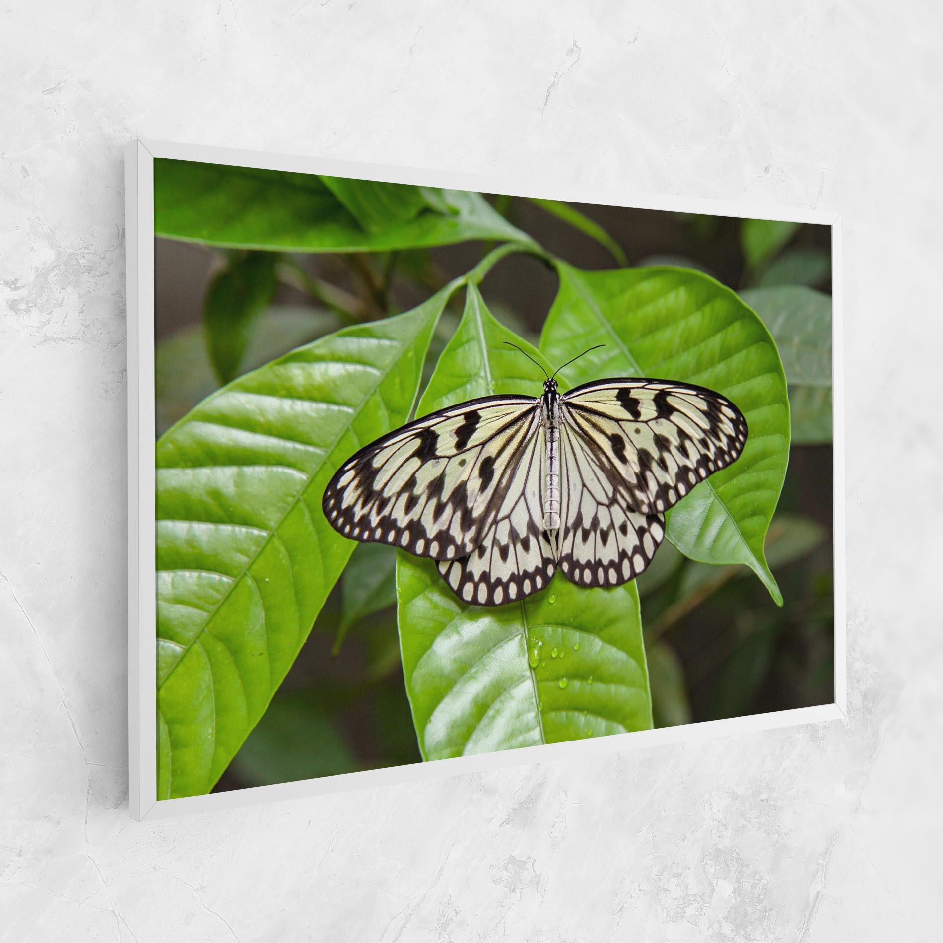 Vászonkép Beautiful White Butterfly mockup 1