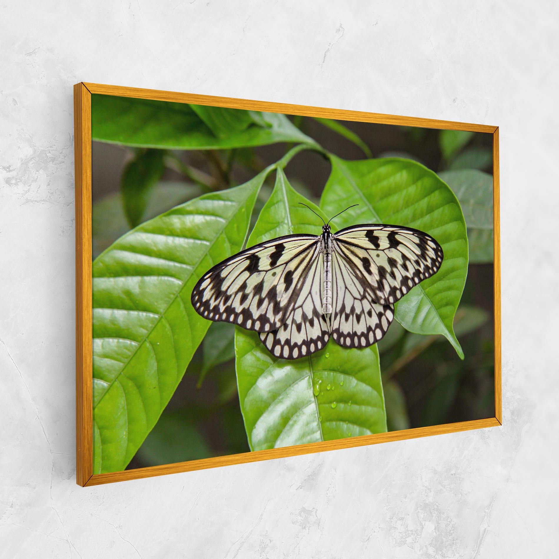 Vászonkép Beautiful White Butterfly mockup 1