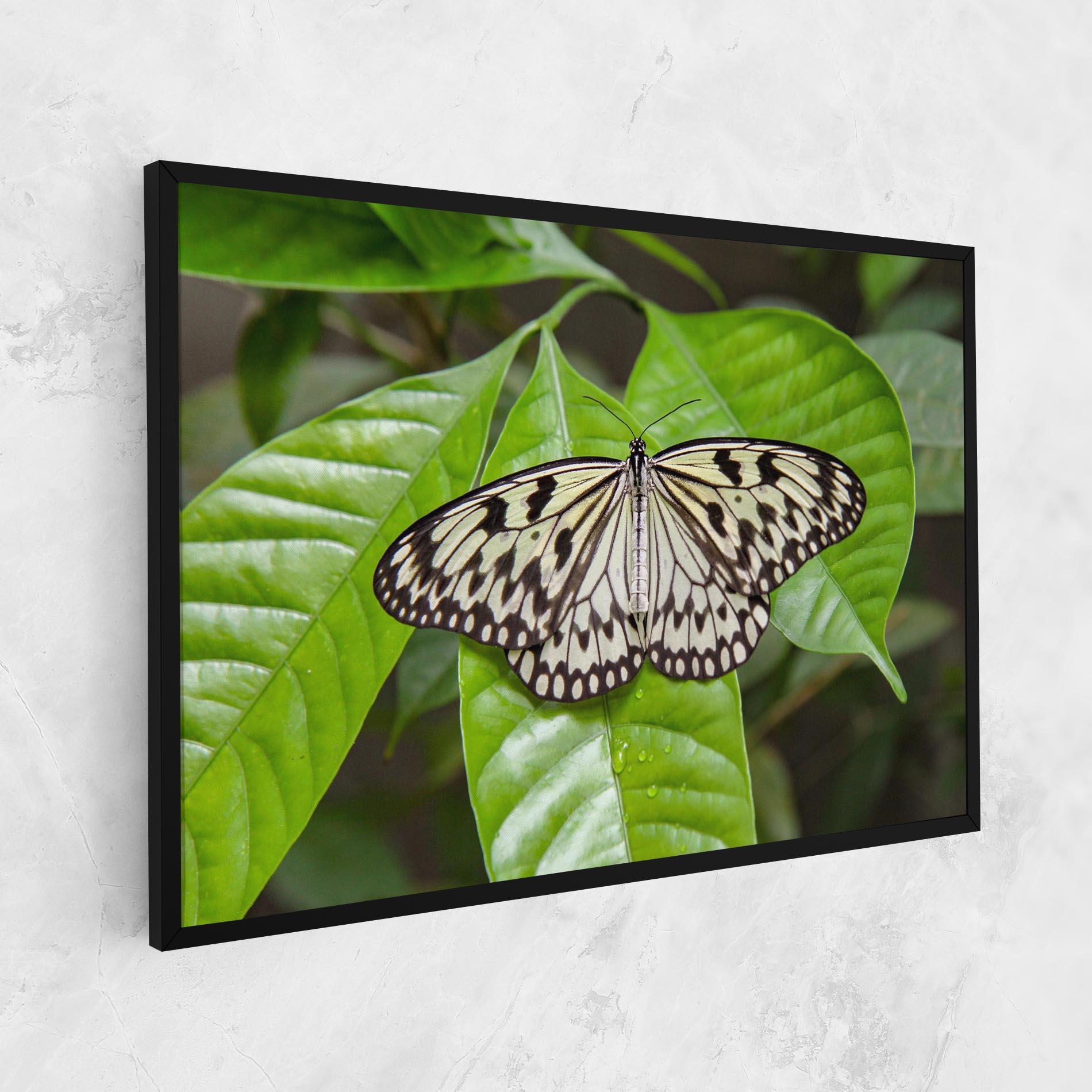 Vászonkép Beautiful White Butterfly mockup 1