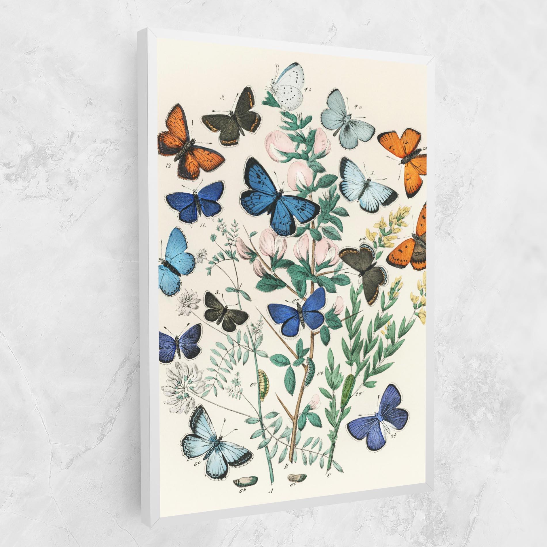 Vászonkép Blue Orange Butterflies mockup 1