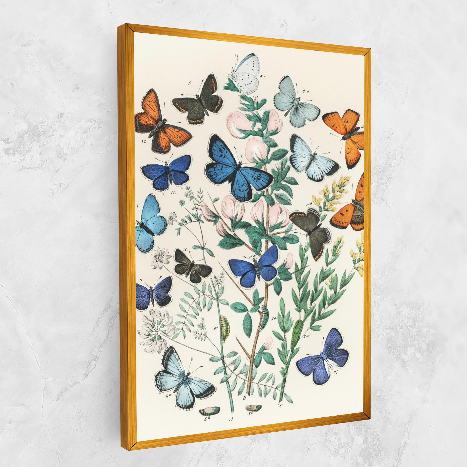 Vászonkép Blue Orange Butterflies mockup 1