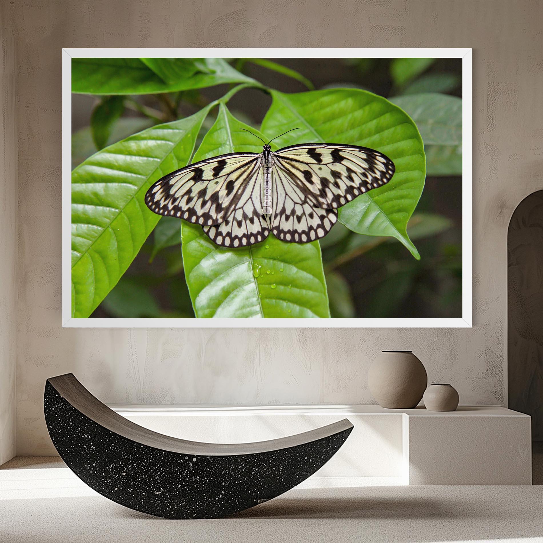 Vászonkép Beautiful White Butterfly mockup 8