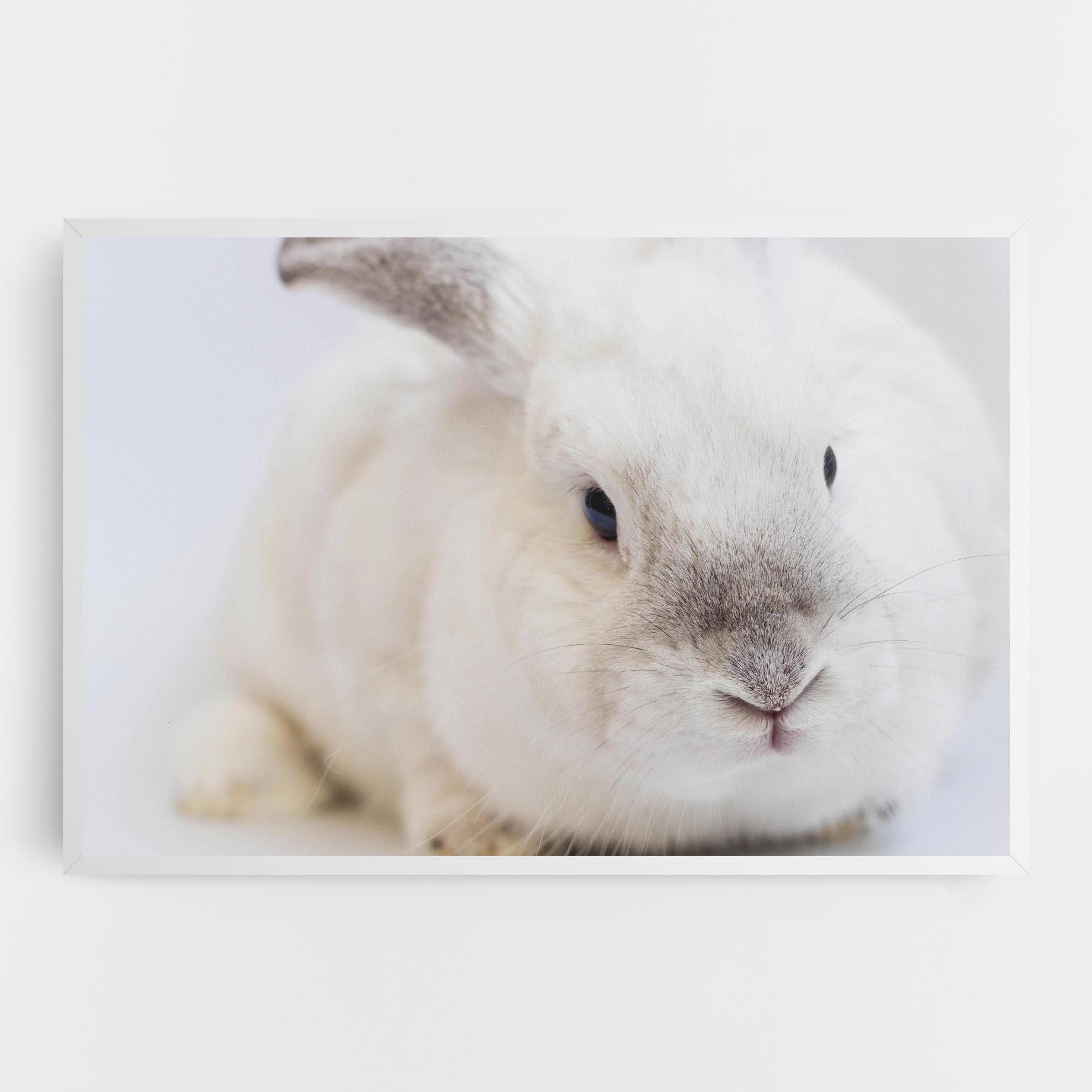 Vászonkép Light Grey Bunny mockup 0