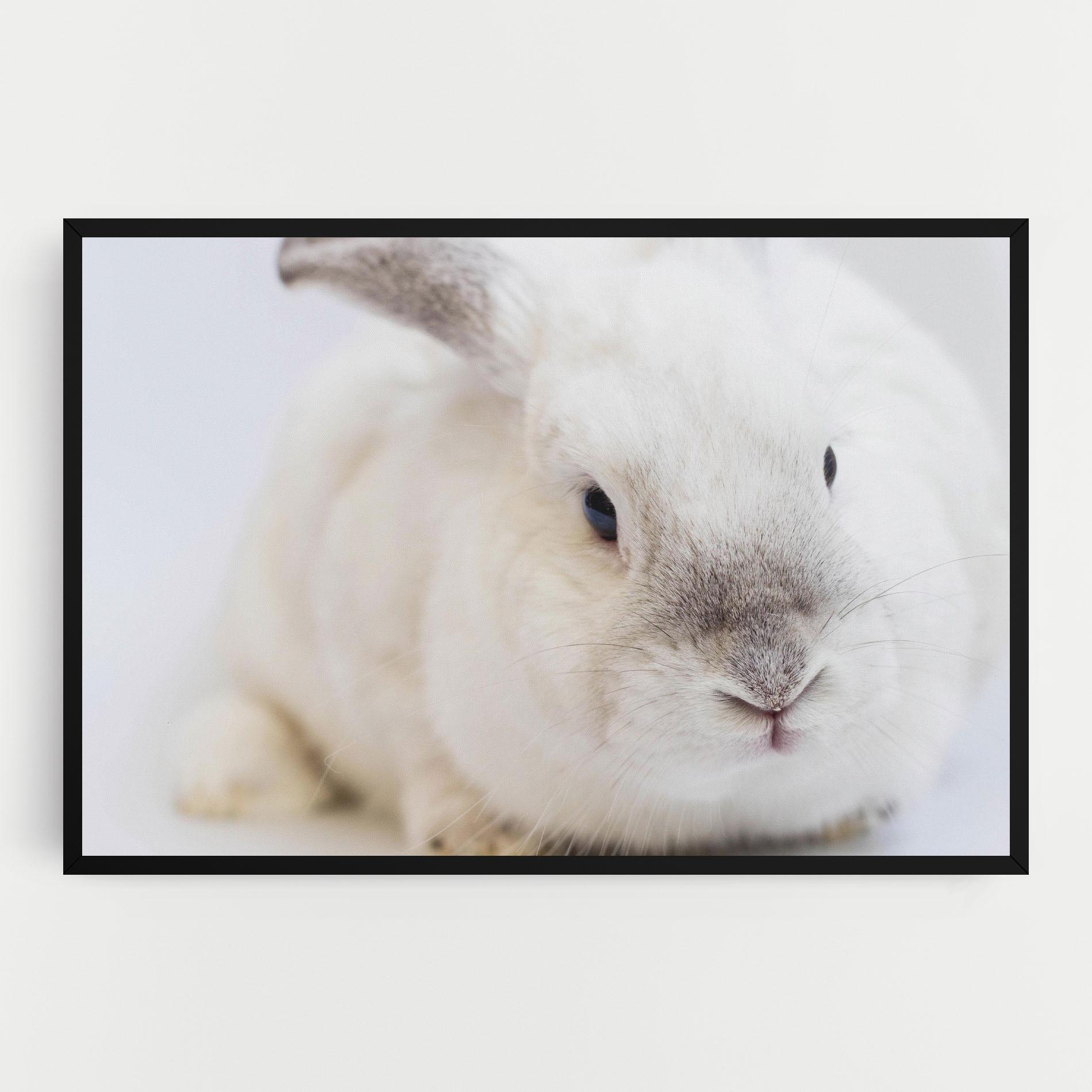 Vászonkép Light Grey Bunny mockup 0