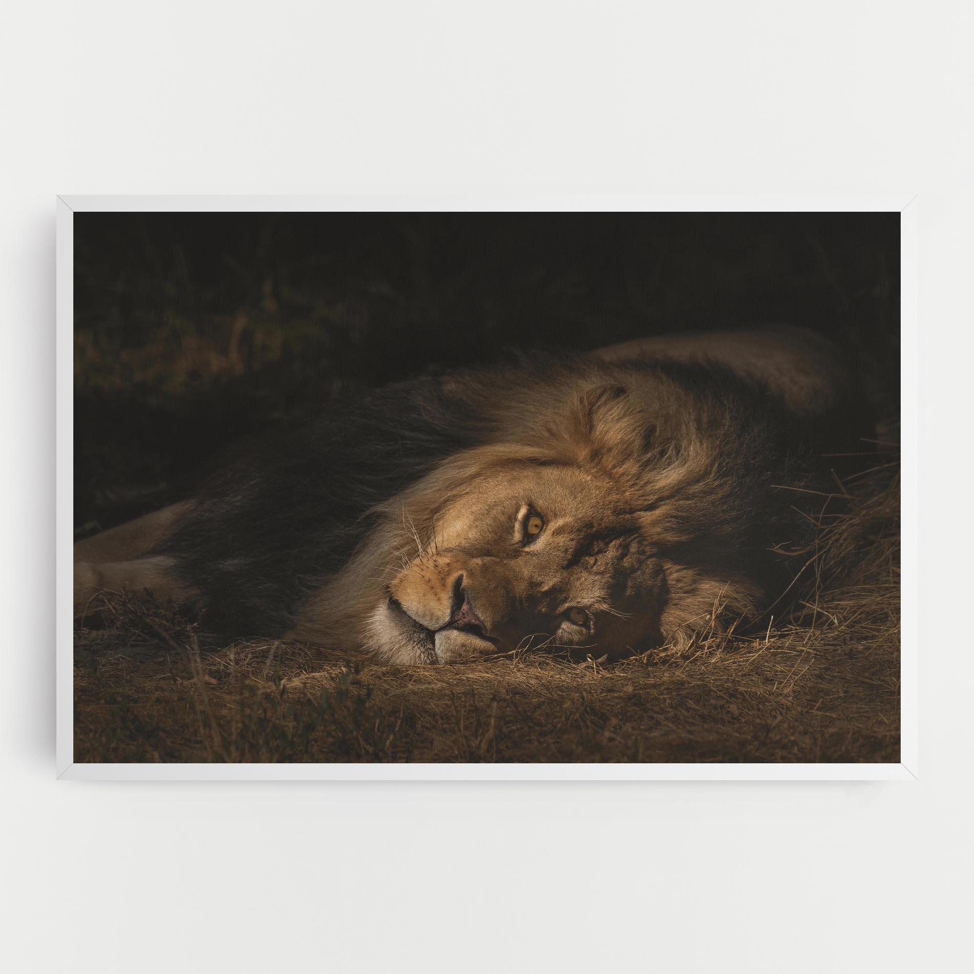 Vászonkép Lion Laying Down mockup 0