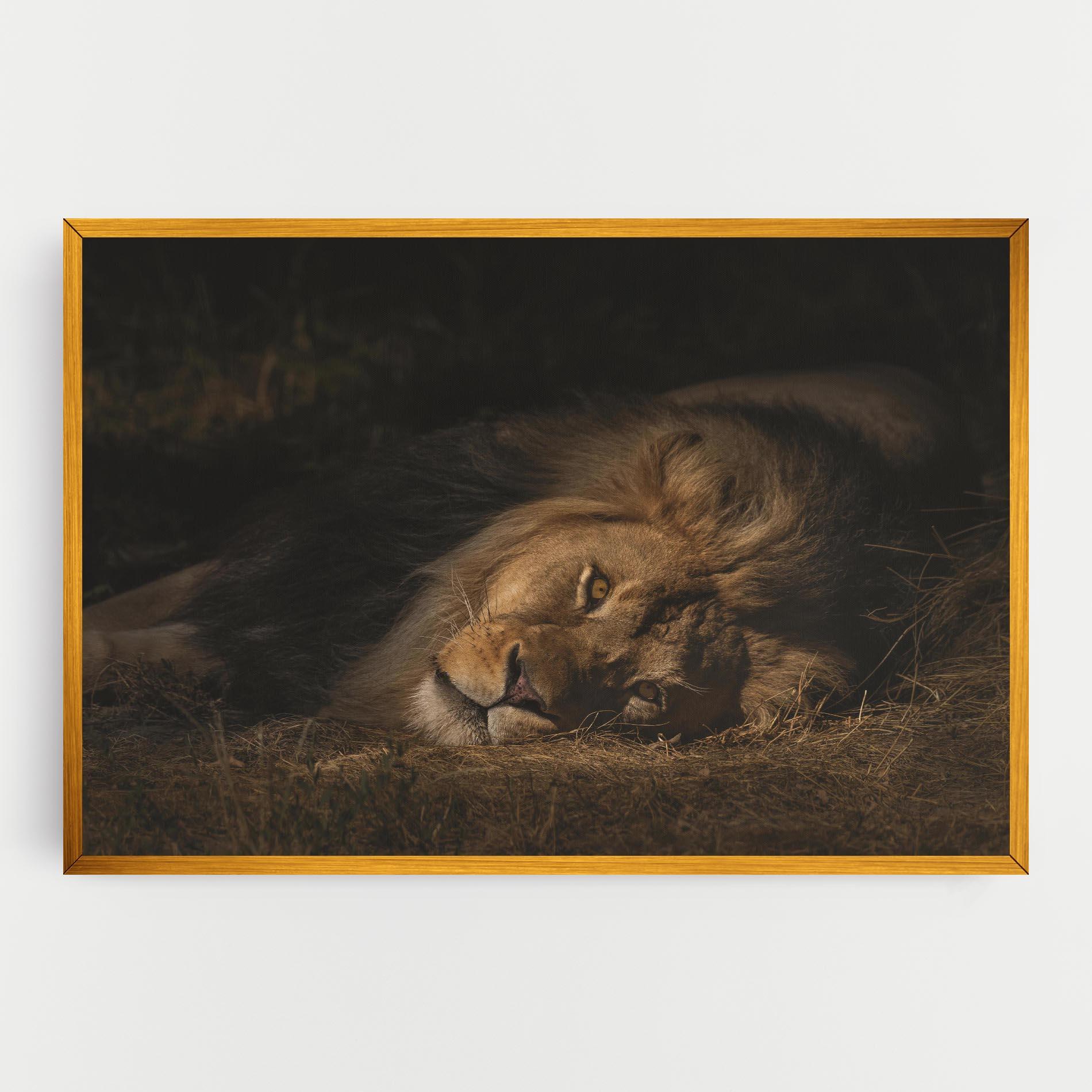 Vászonkép Lion Laying Down mockup 0