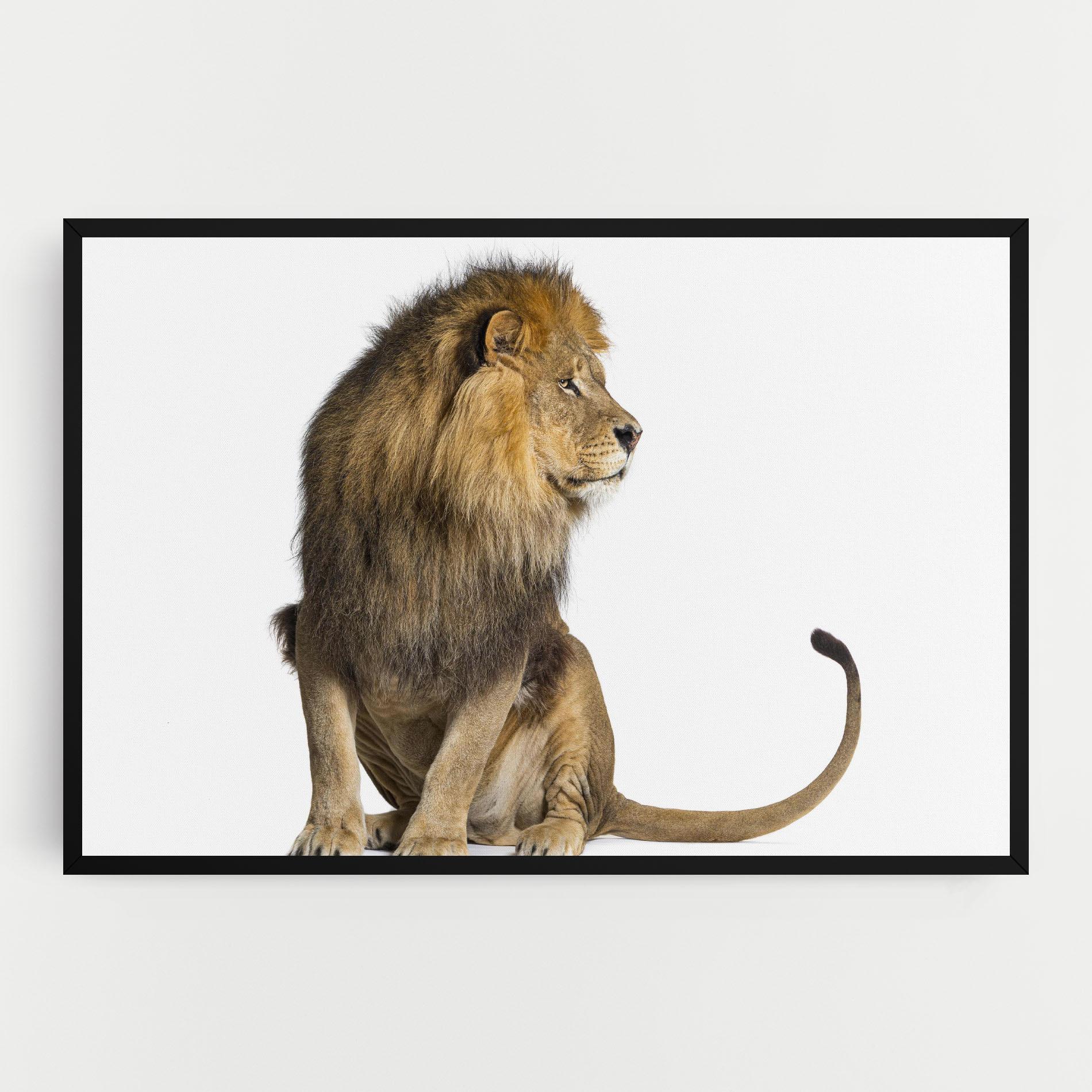 Vászonkép Big Lion mockup 0