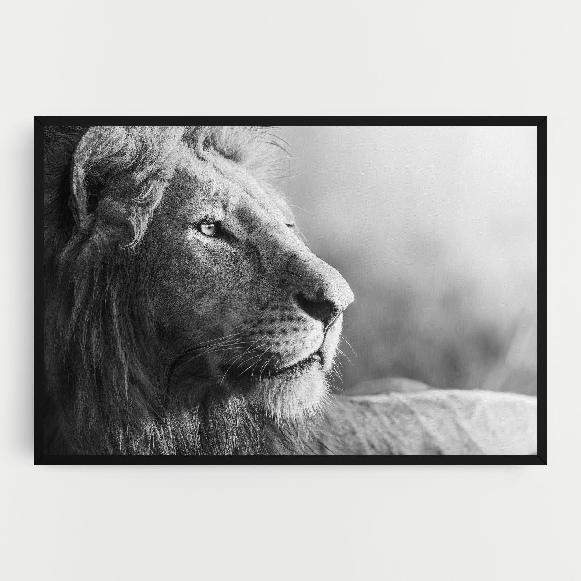 Vászonkép Grey Lion Head mockup 0