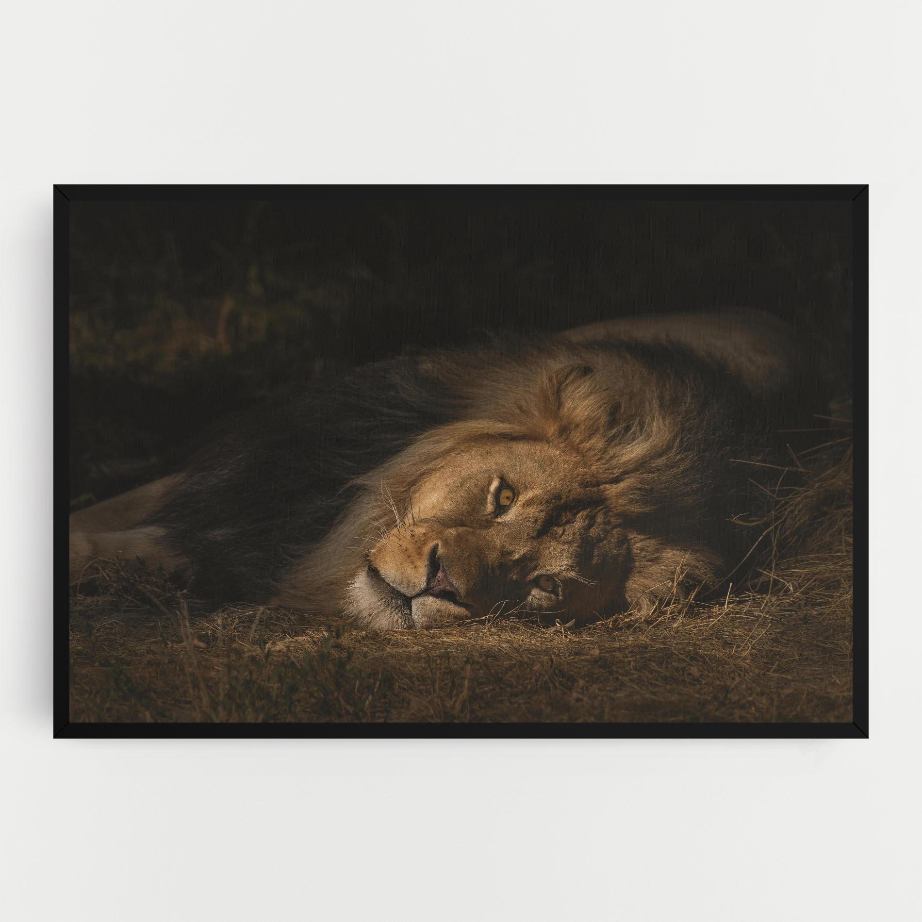 Vászonkép Lion Laying Down mockup 0