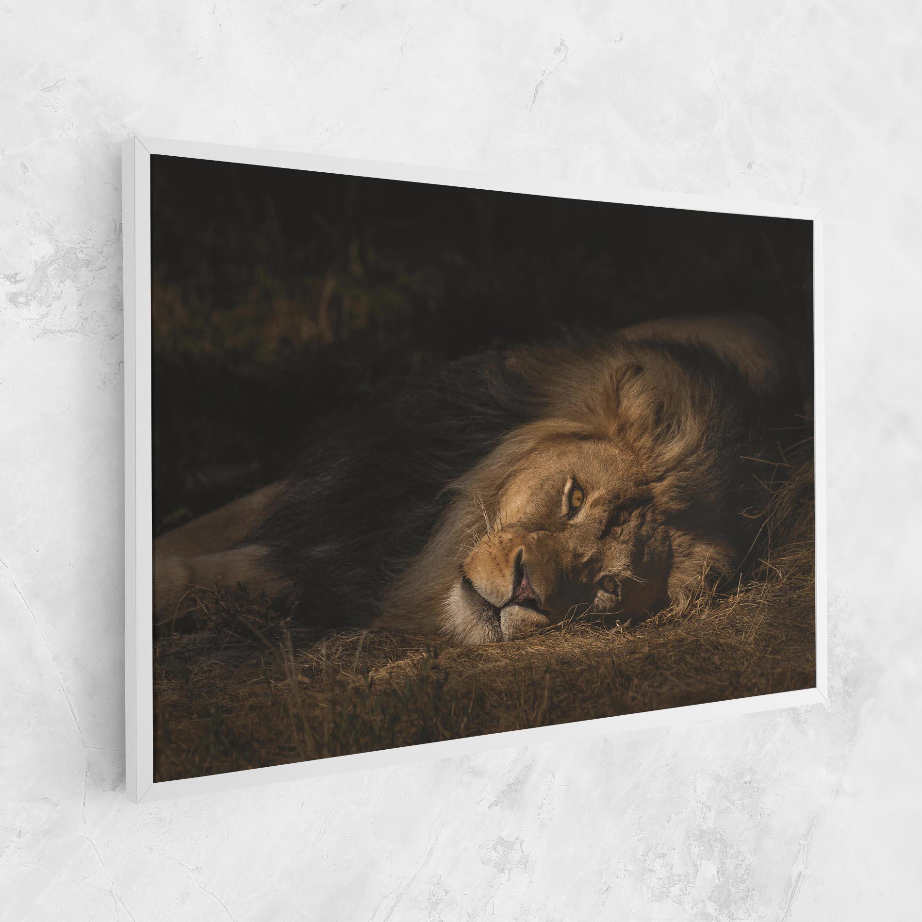 Vászonkép Lion Laying Down mockup 1
