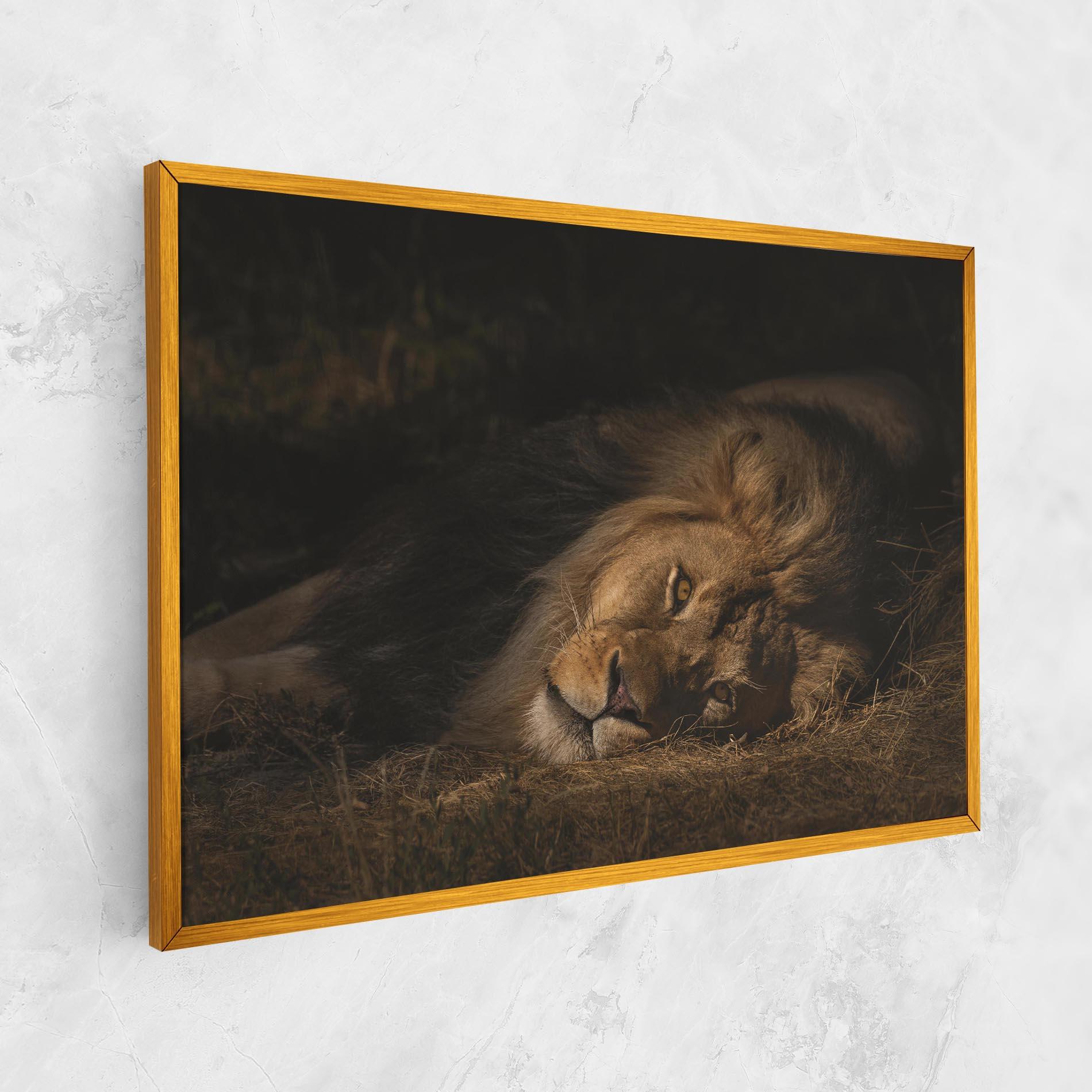 Vászonkép Lion Laying Down mockup 1