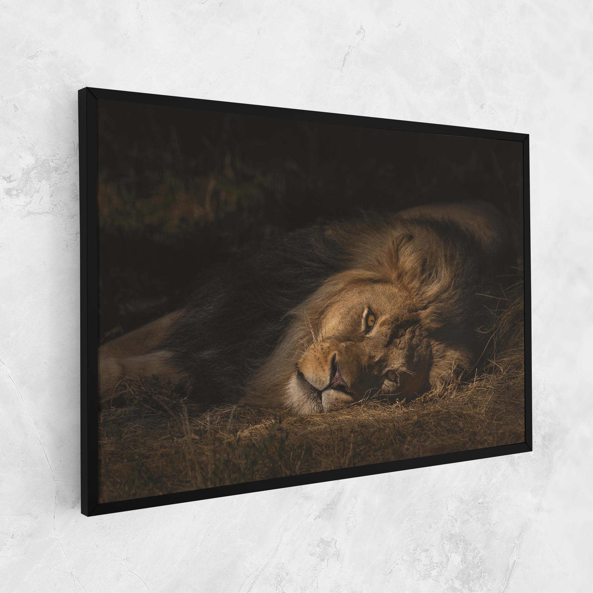 Vászonkép Lion Laying Down mockup 1