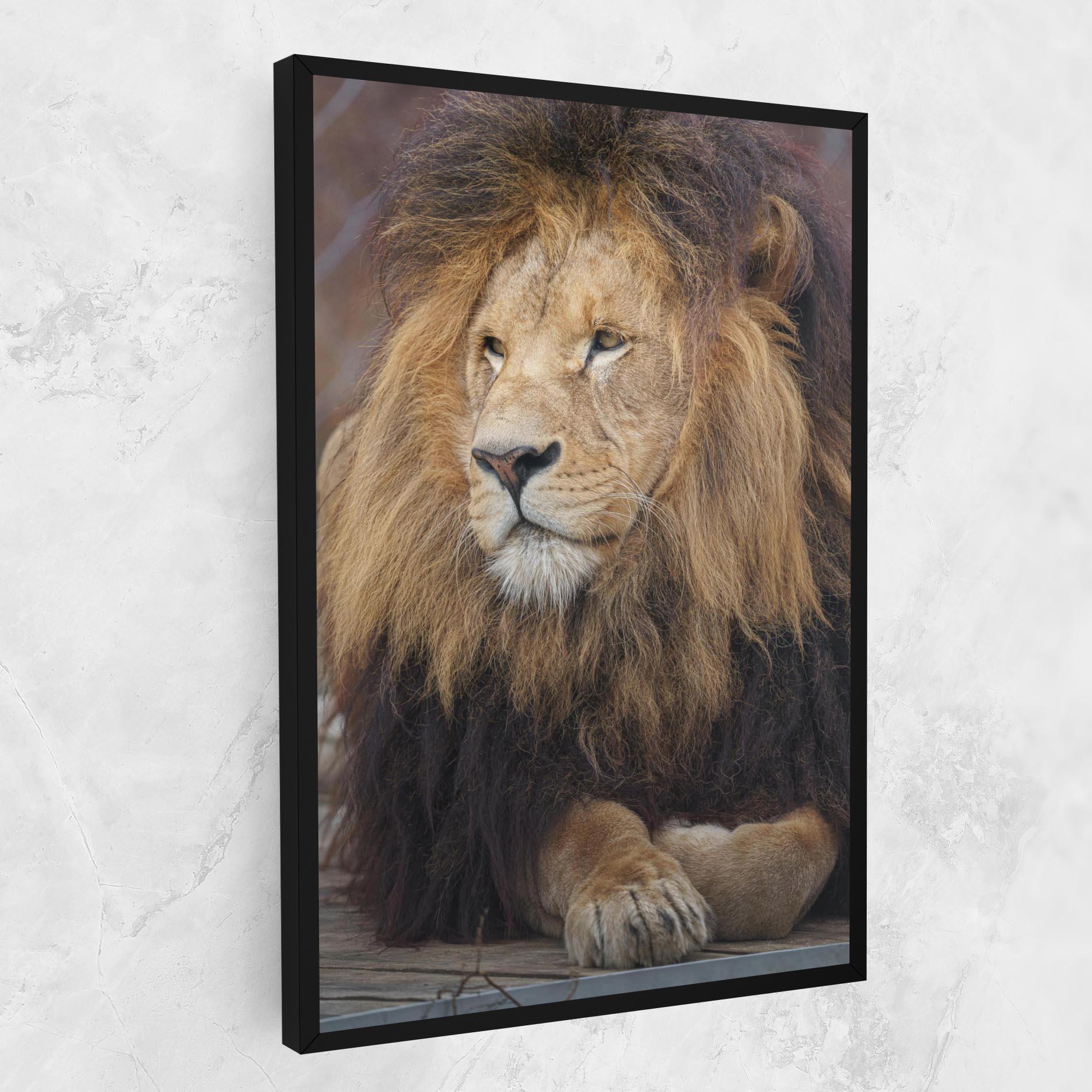 Vászonkép Lion Chilling mockup 1