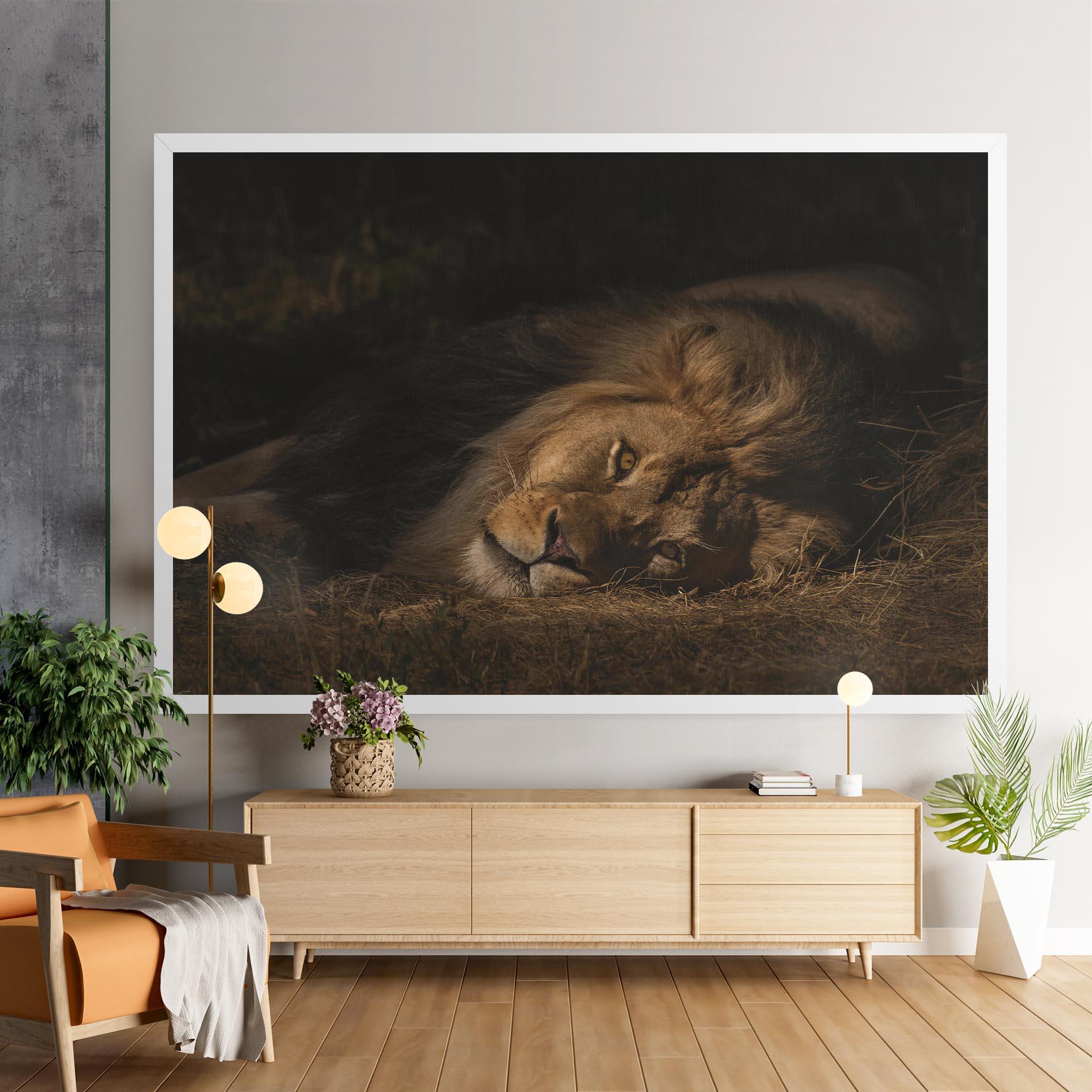 Vászonkép Lion Laying Down mockup 9