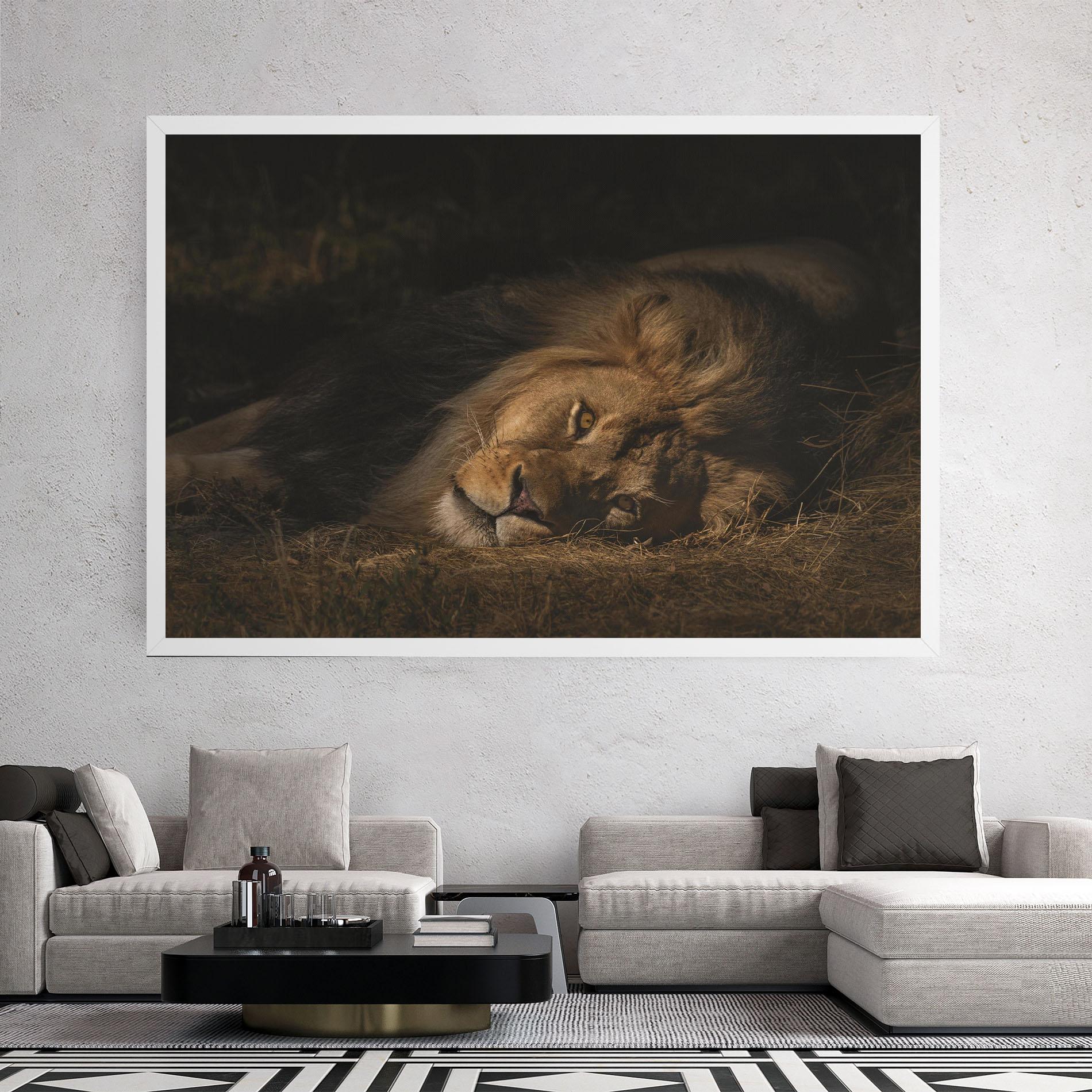 Vászonkép Lion Laying Down mockup 2