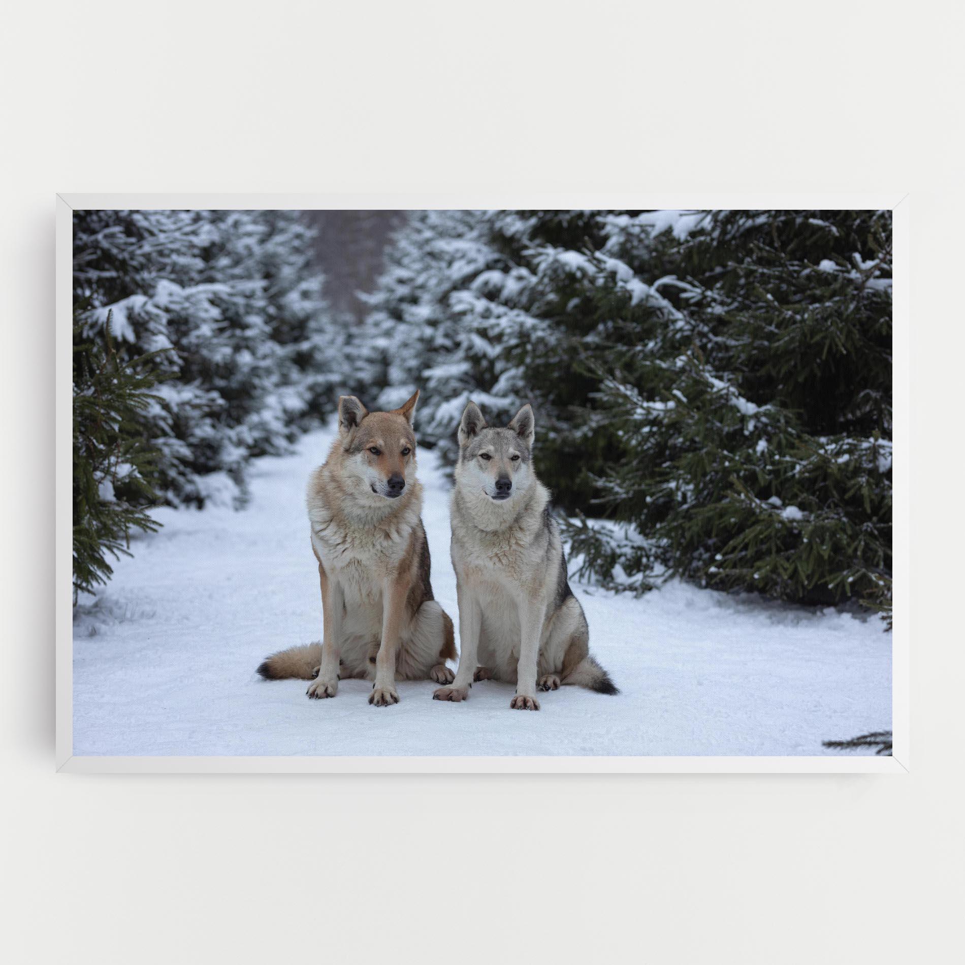Vászonkép 2 Wolfs Sitting mockup 0