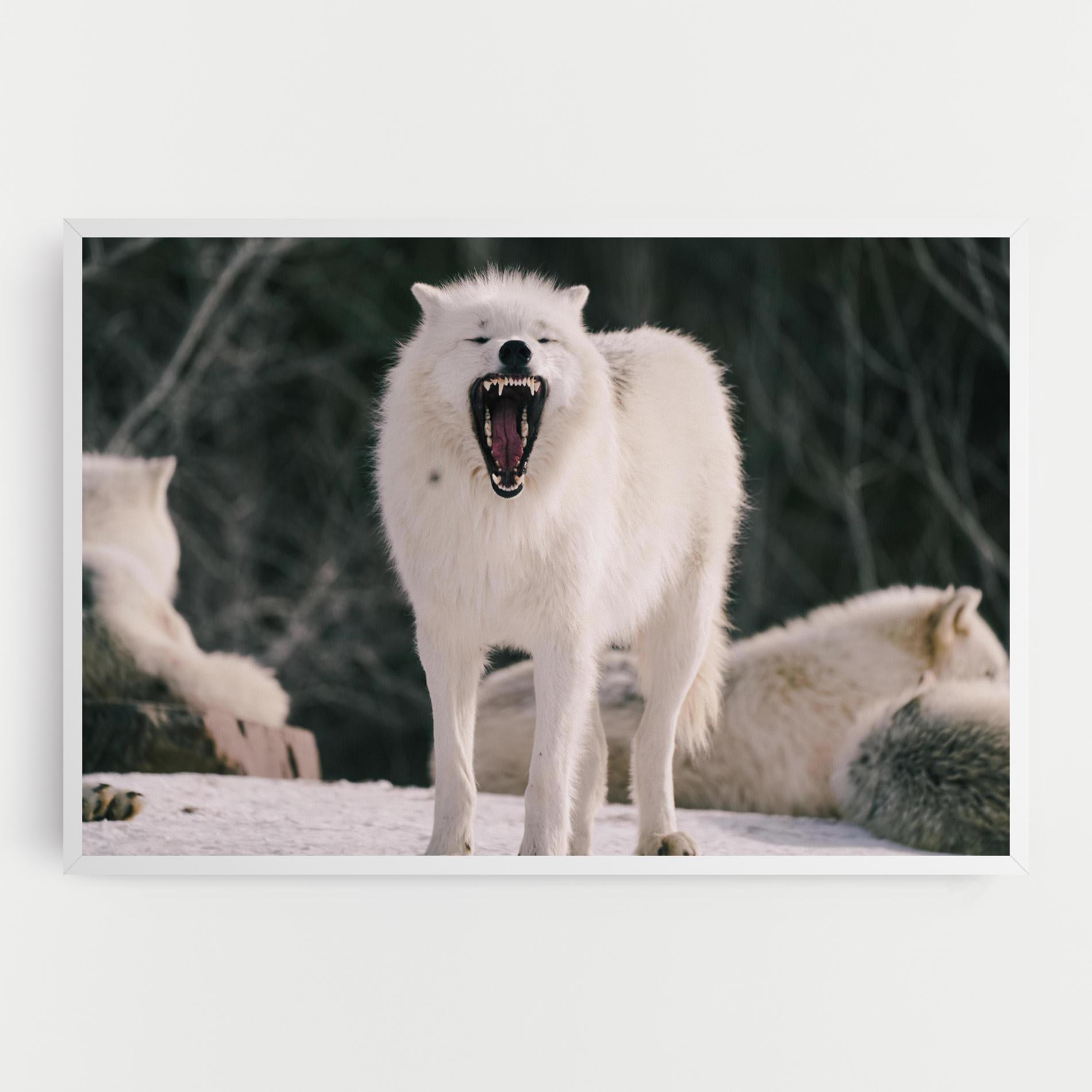Vászonkép Laughing White Wolf mockup 0