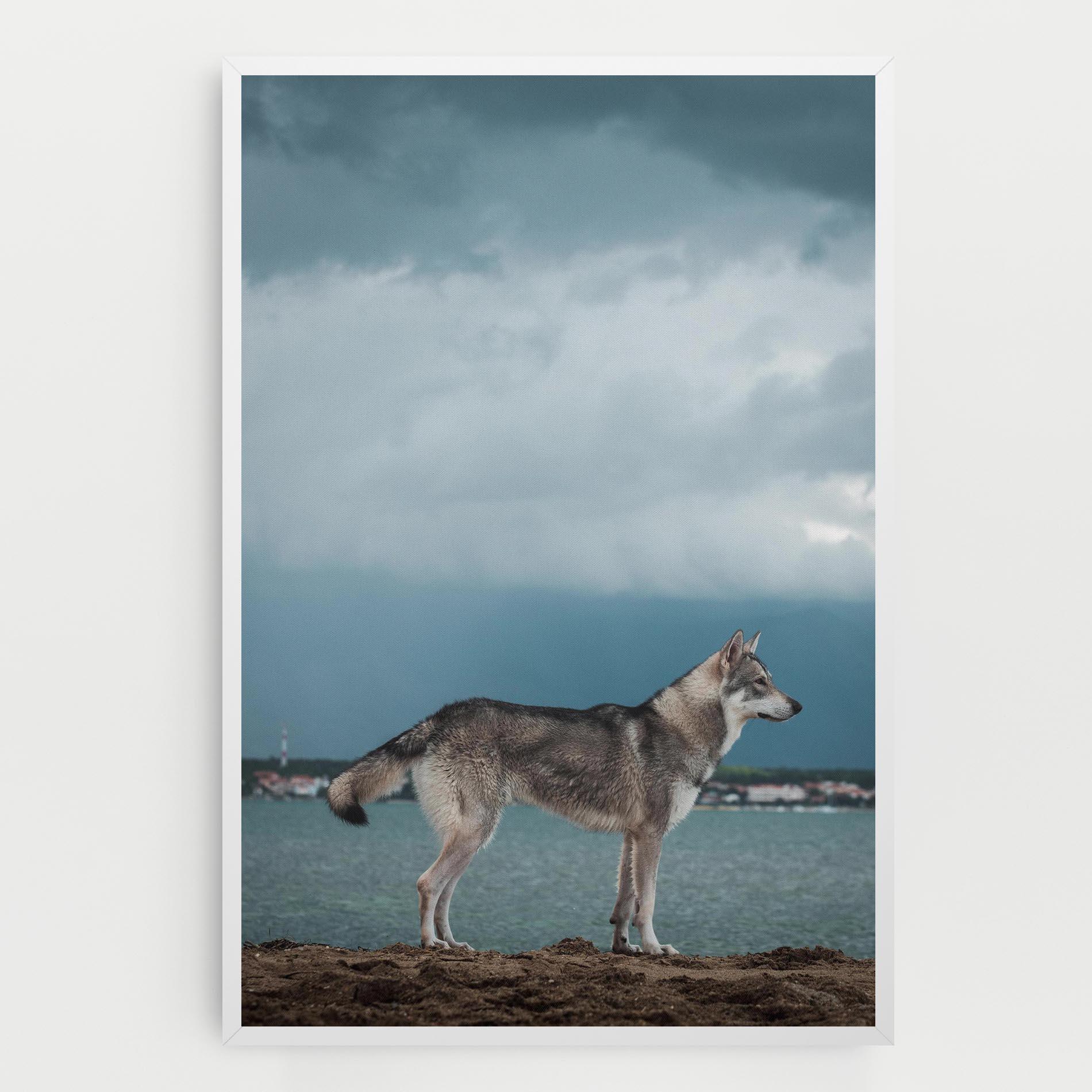 Vászonkép Grey Wolf Looking mockup 0