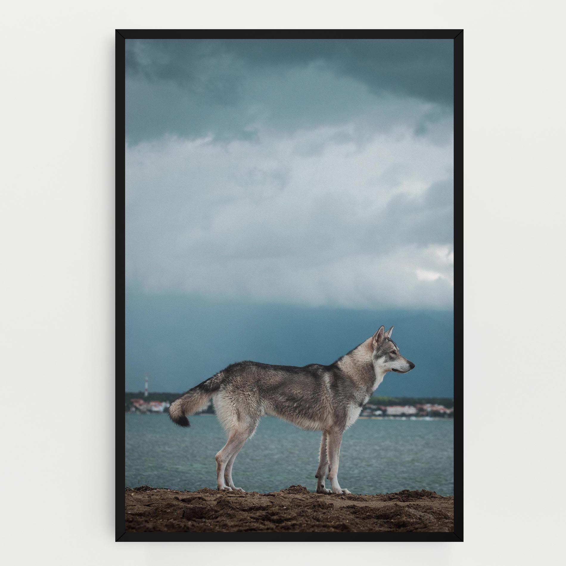 Vászonkép Grey Wolf Looking mockup 0