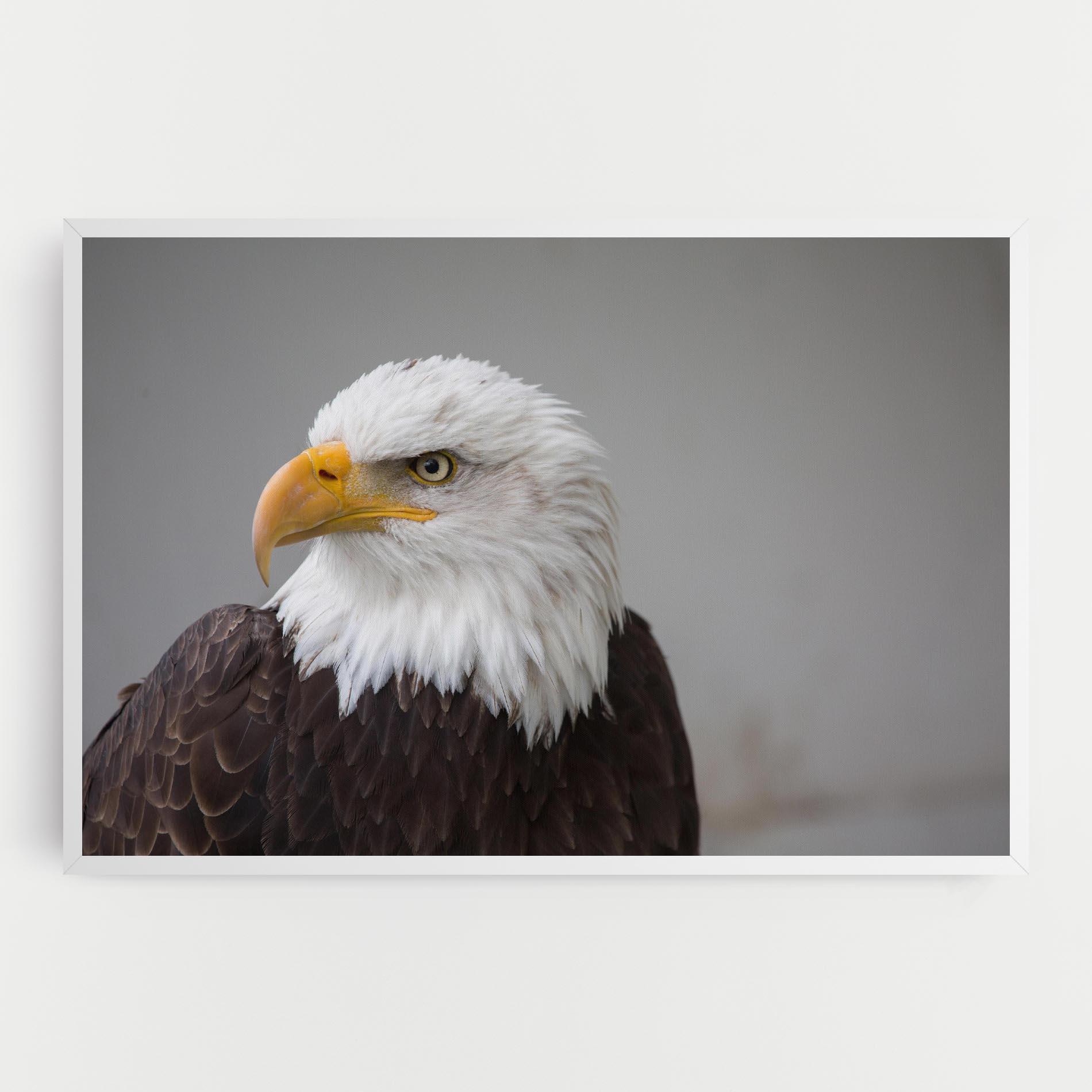 Vászonkép Beautiful Eagle mockup 0