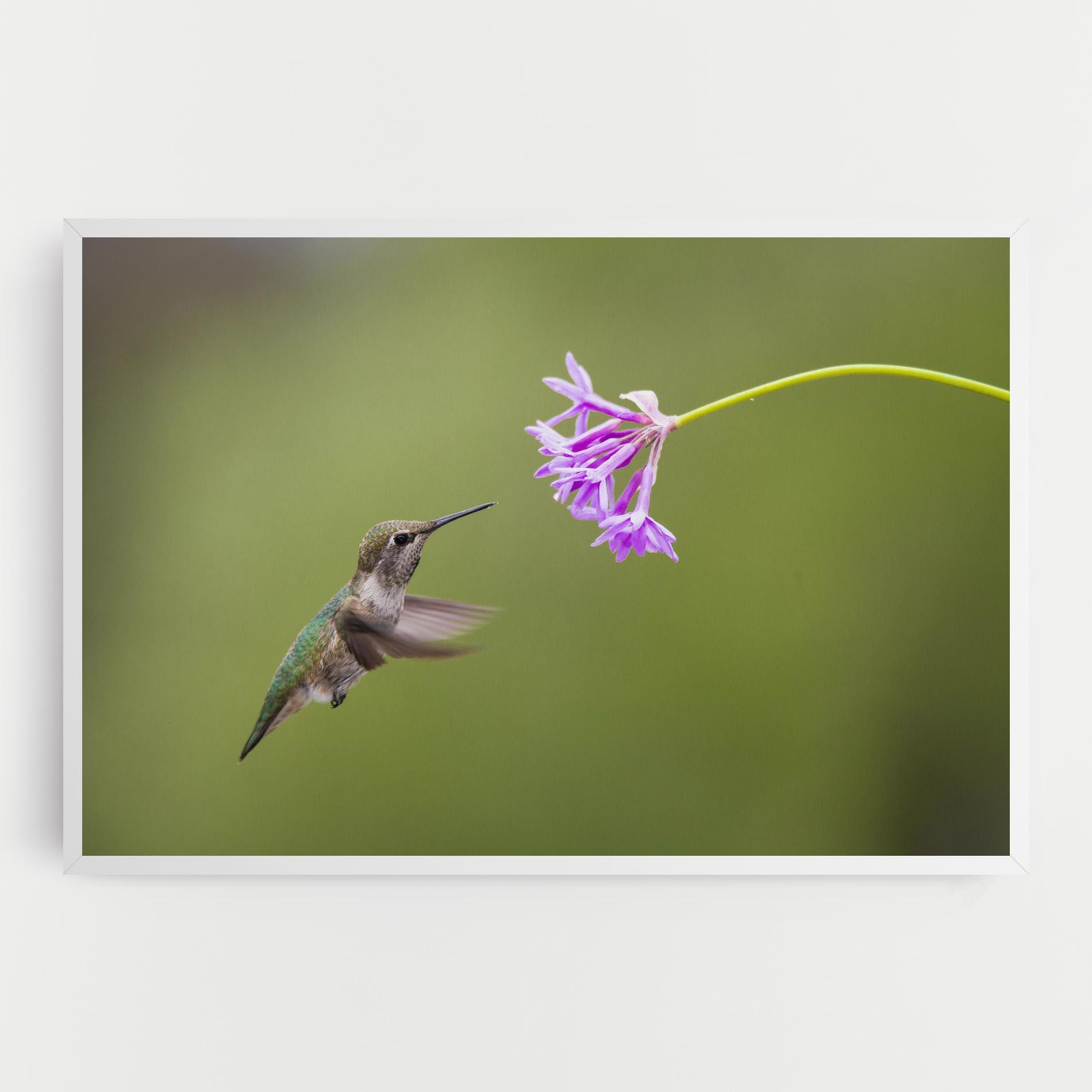 Vászonkép Cute Hummingbird mockup 0
