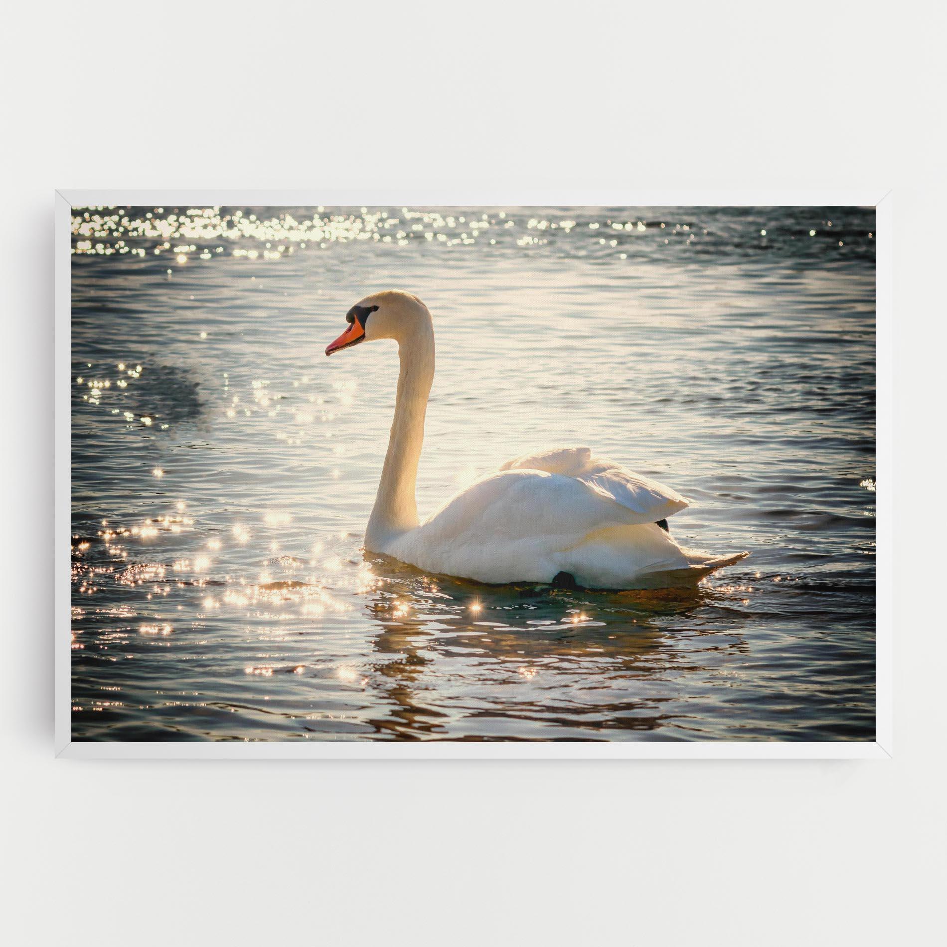 Vászonkép Swan On Lake mockup 0
