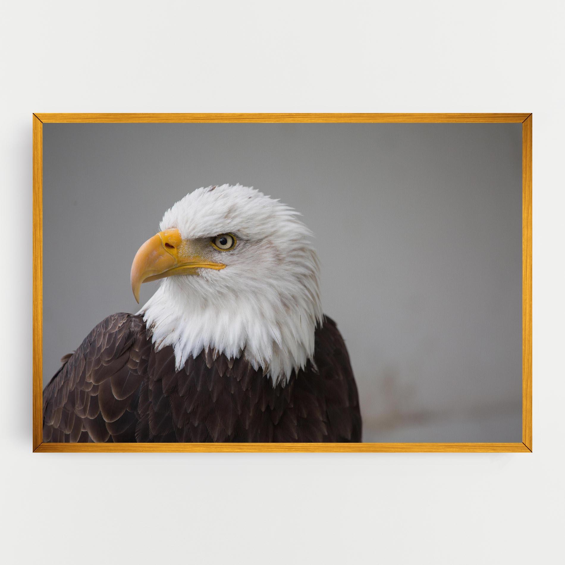 Vászonkép Beautiful Eagle mockup 0