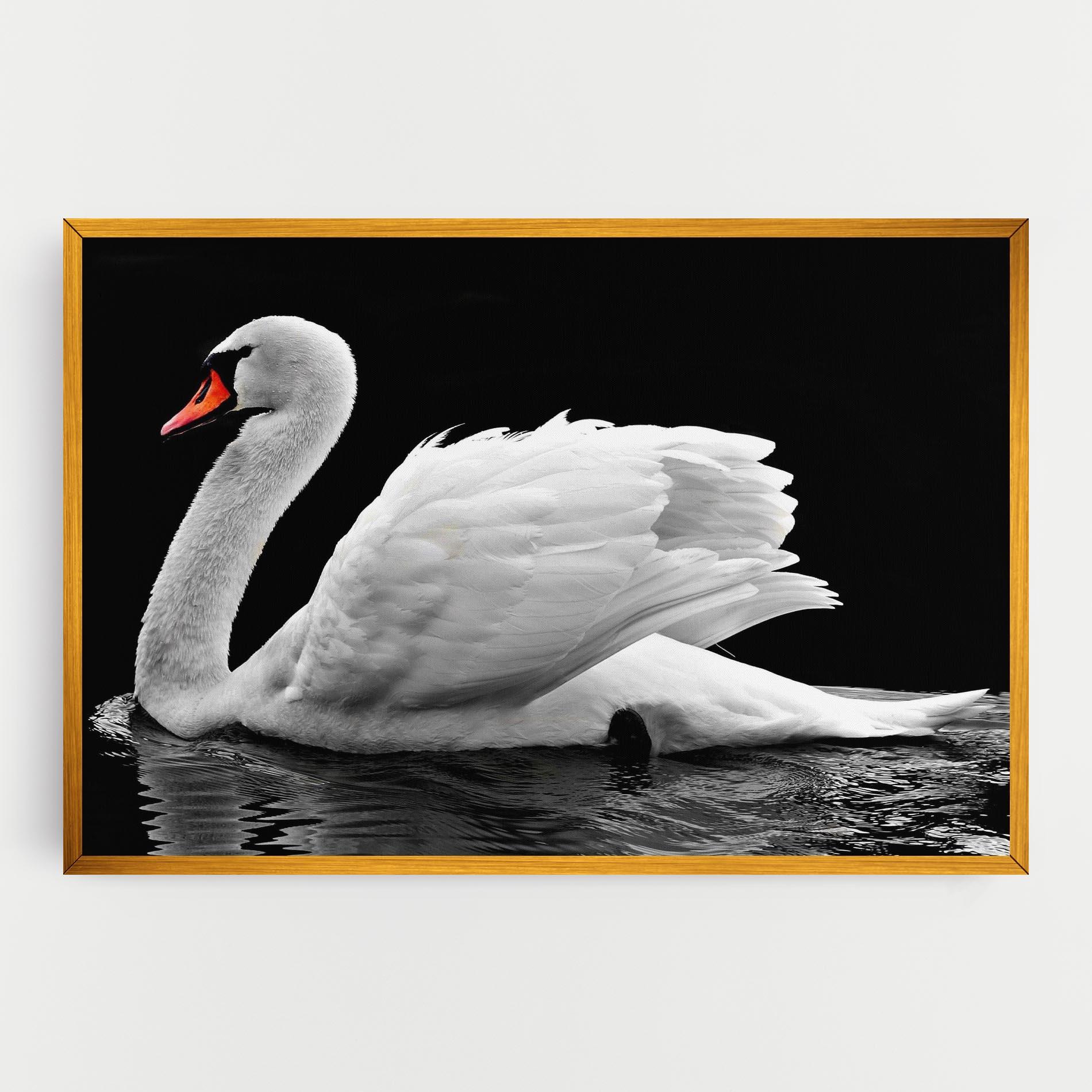 Vászonkép Black And White Swan mockup 0