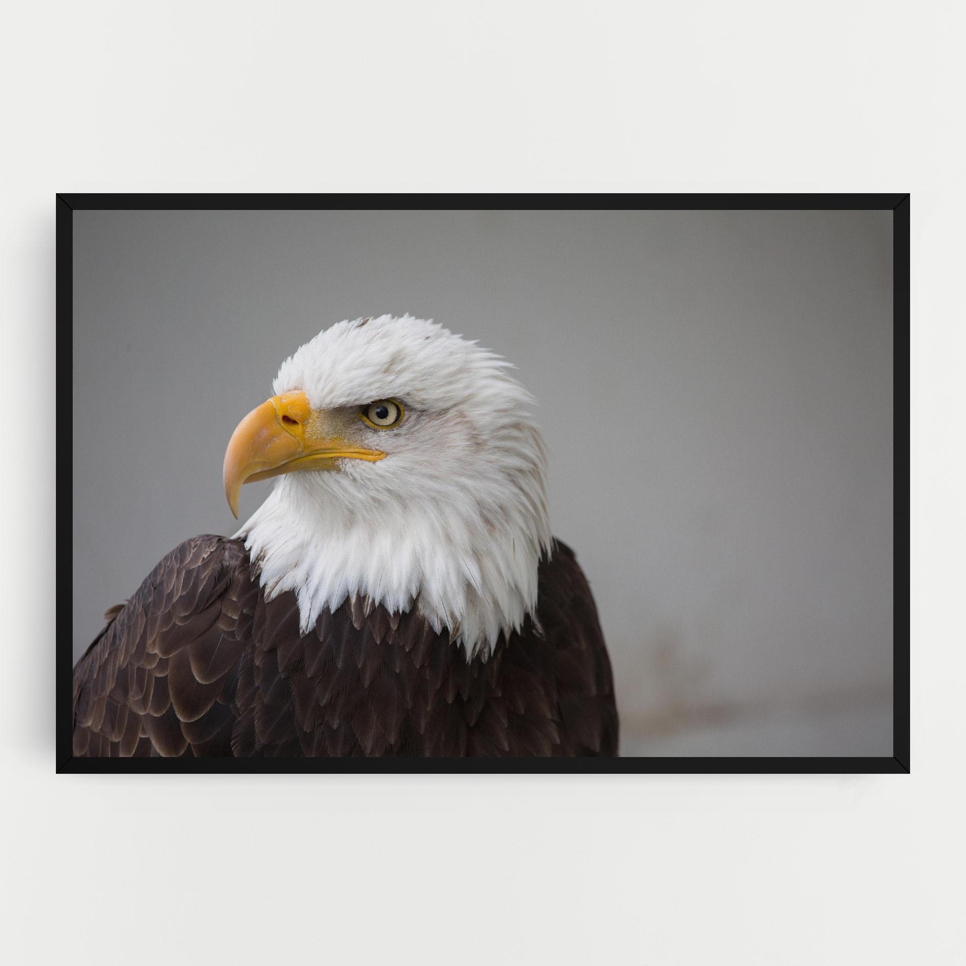 Vászonkép Beautiful Eagle mockup 0