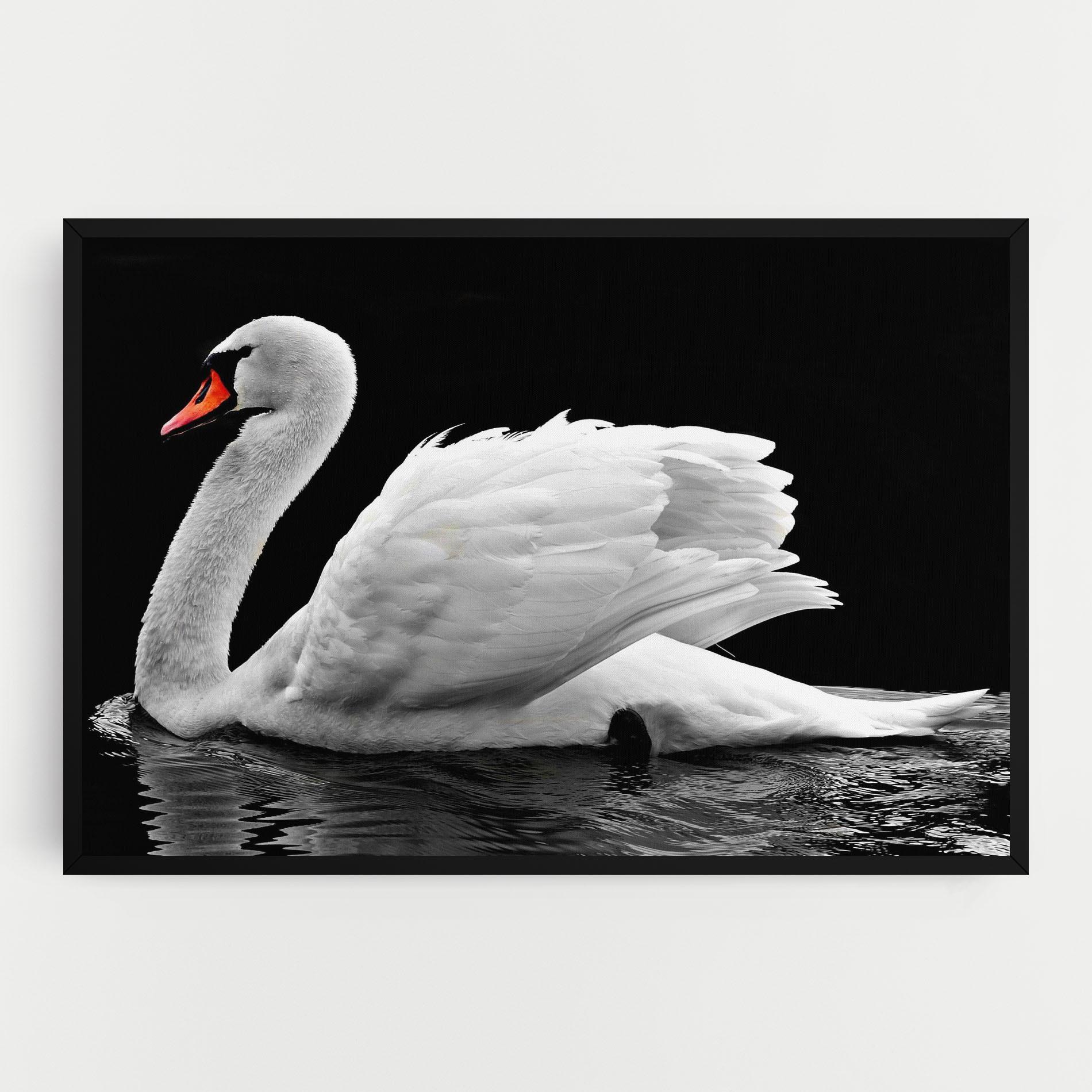 Vászonkép Black And White Swan mockup 0