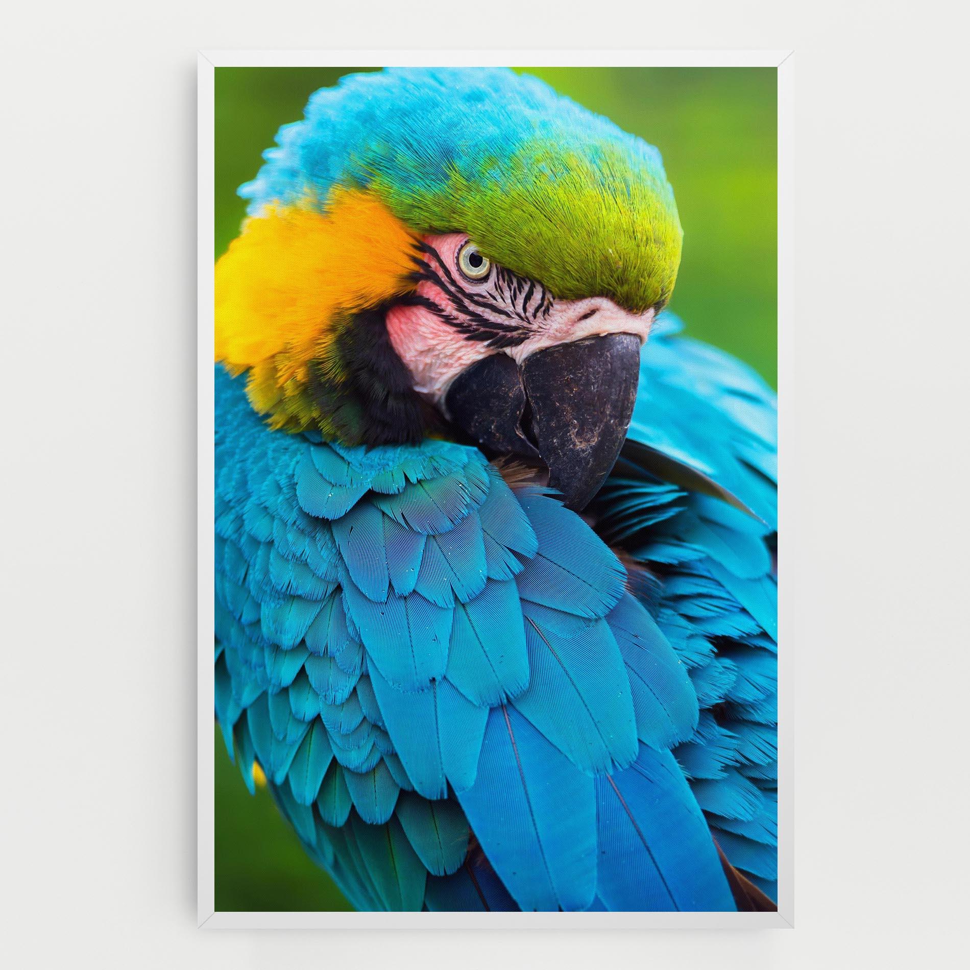 Vászonkép Blue Parrot mockup 0