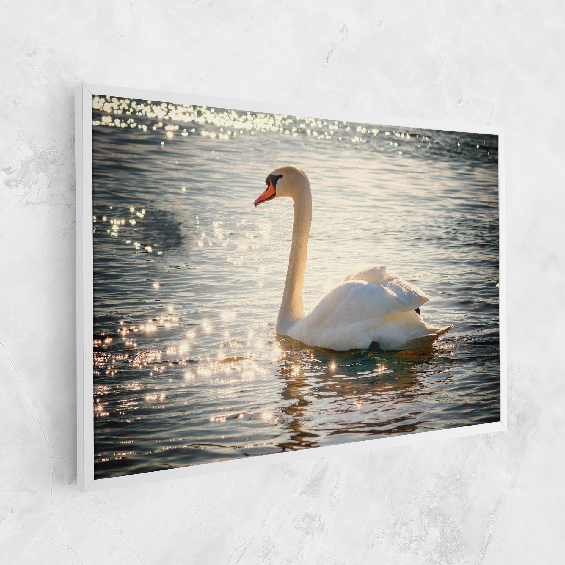 Vászonkép Swan On Lake mockup 1