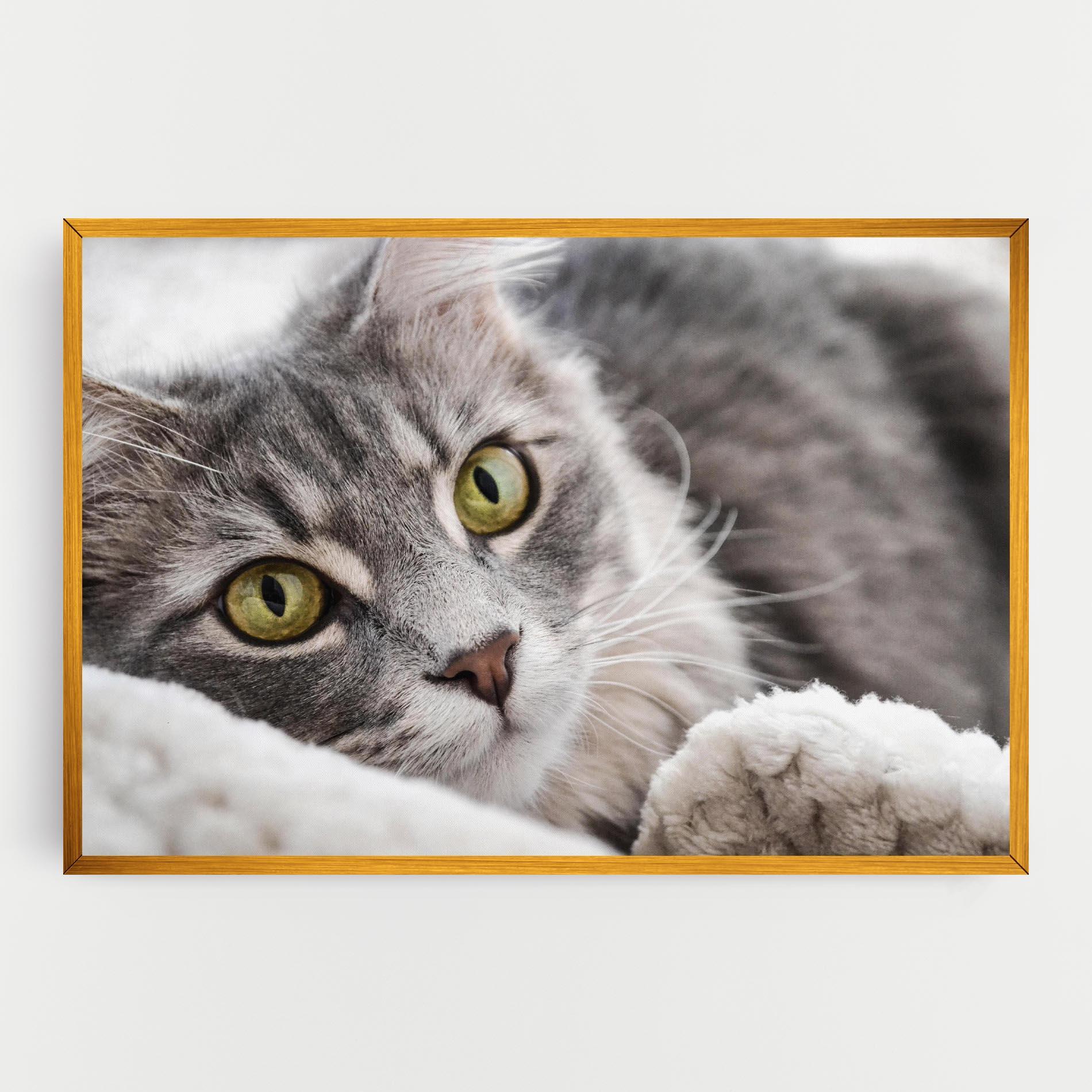Vászonkép Grey Fluffy Cat mockup 0