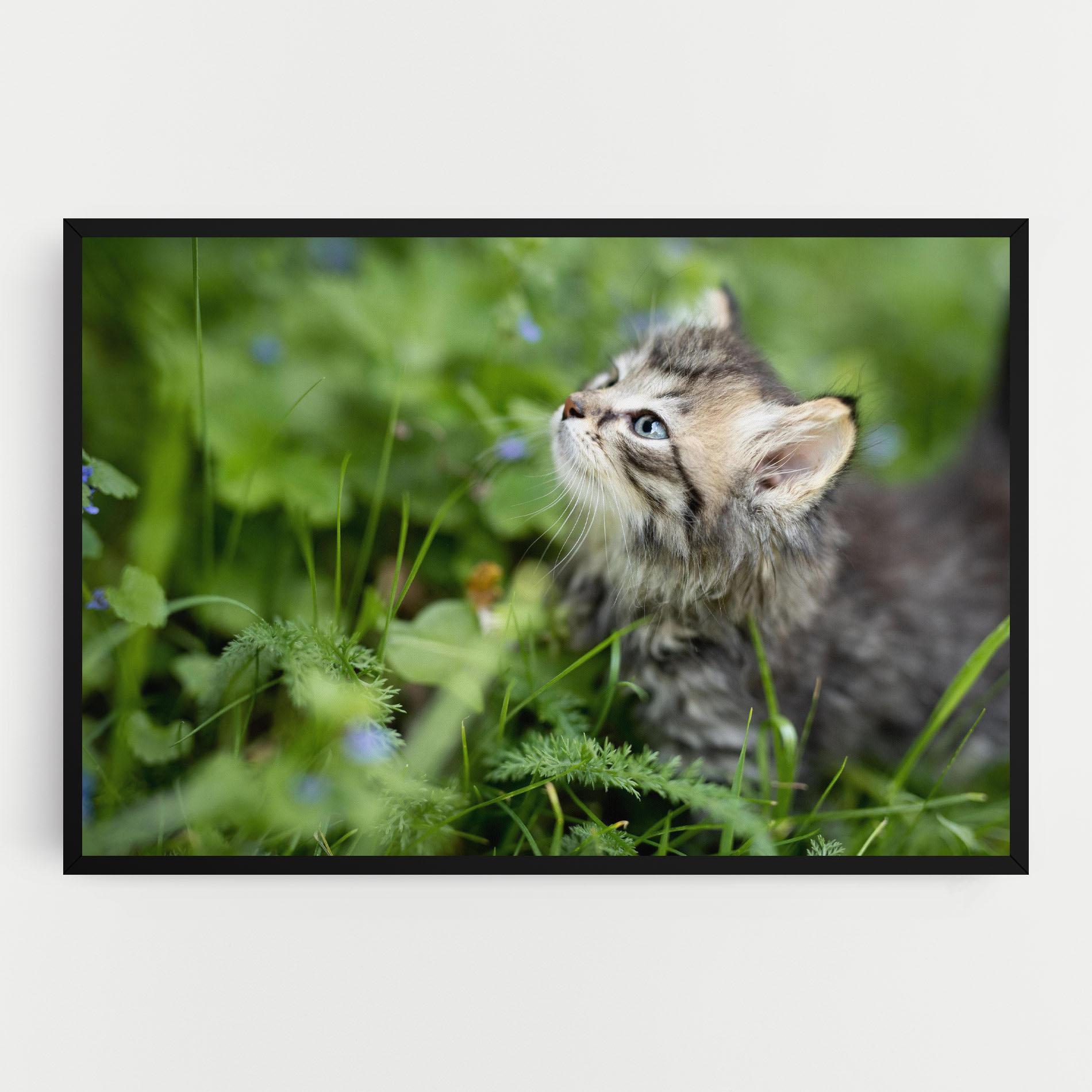 Vászonkép Brown Baby Cat mockup 0