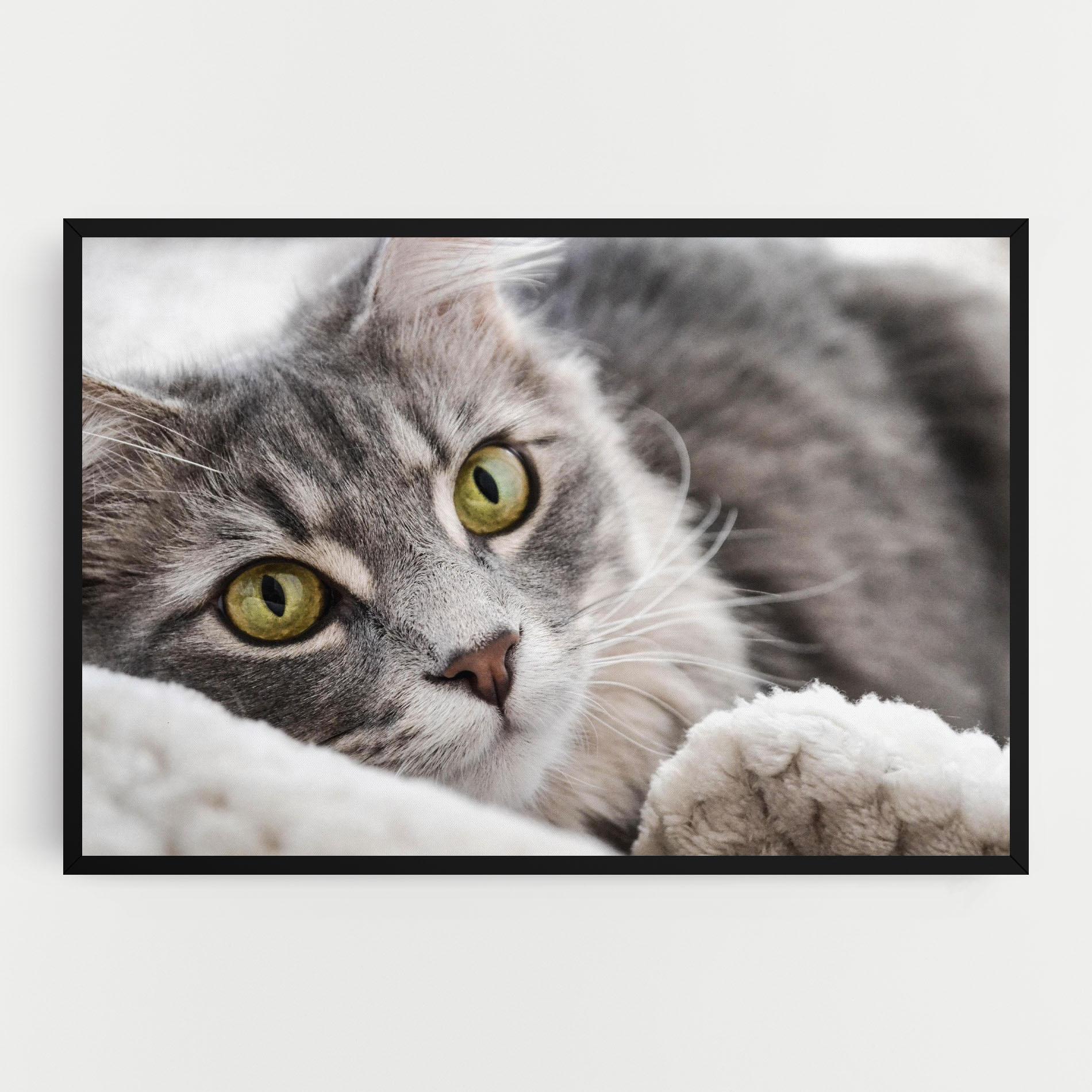Vászonkép Grey Fluffy Cat mockup 0