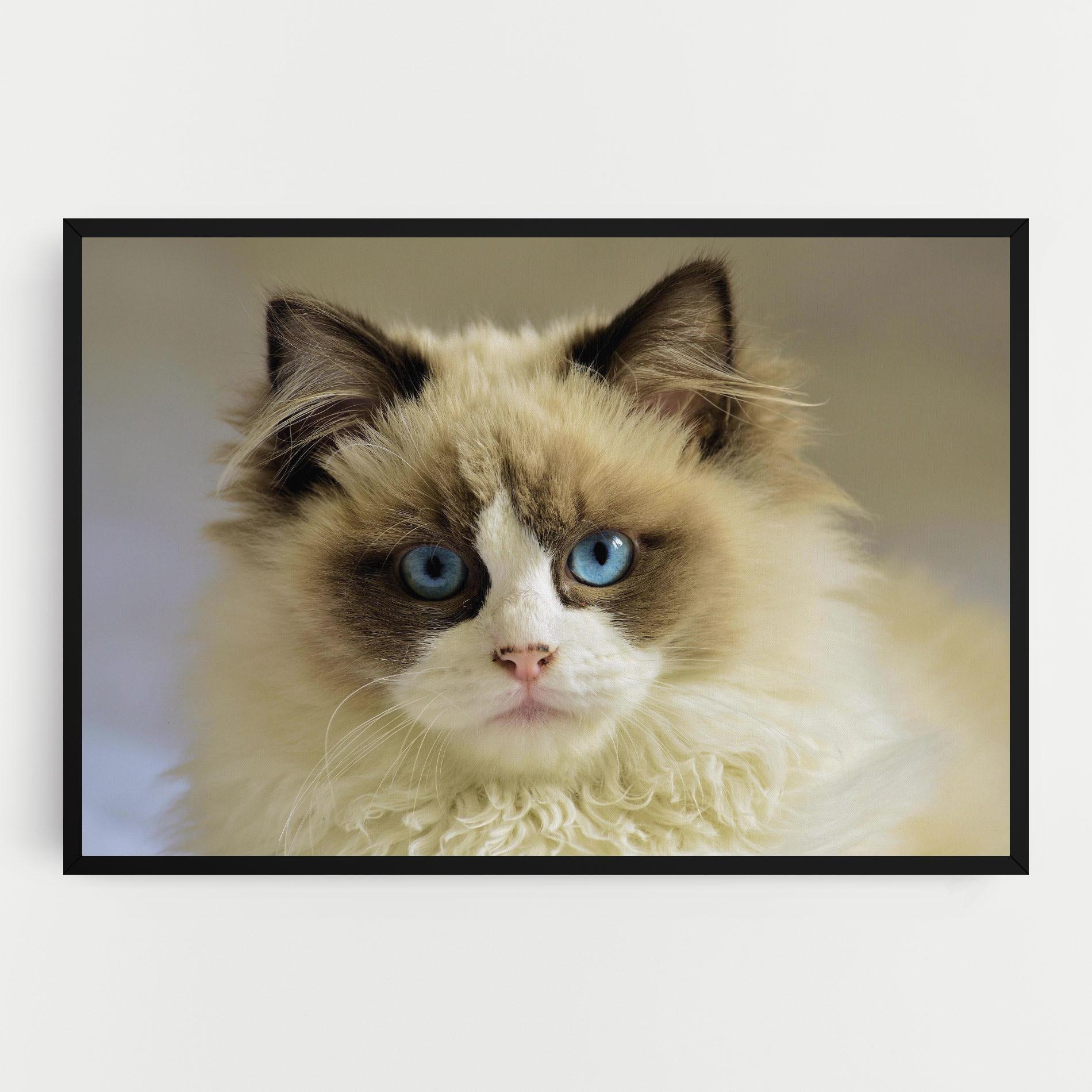 Vászonkép Interesting Blue Eyes Cat mockup 0