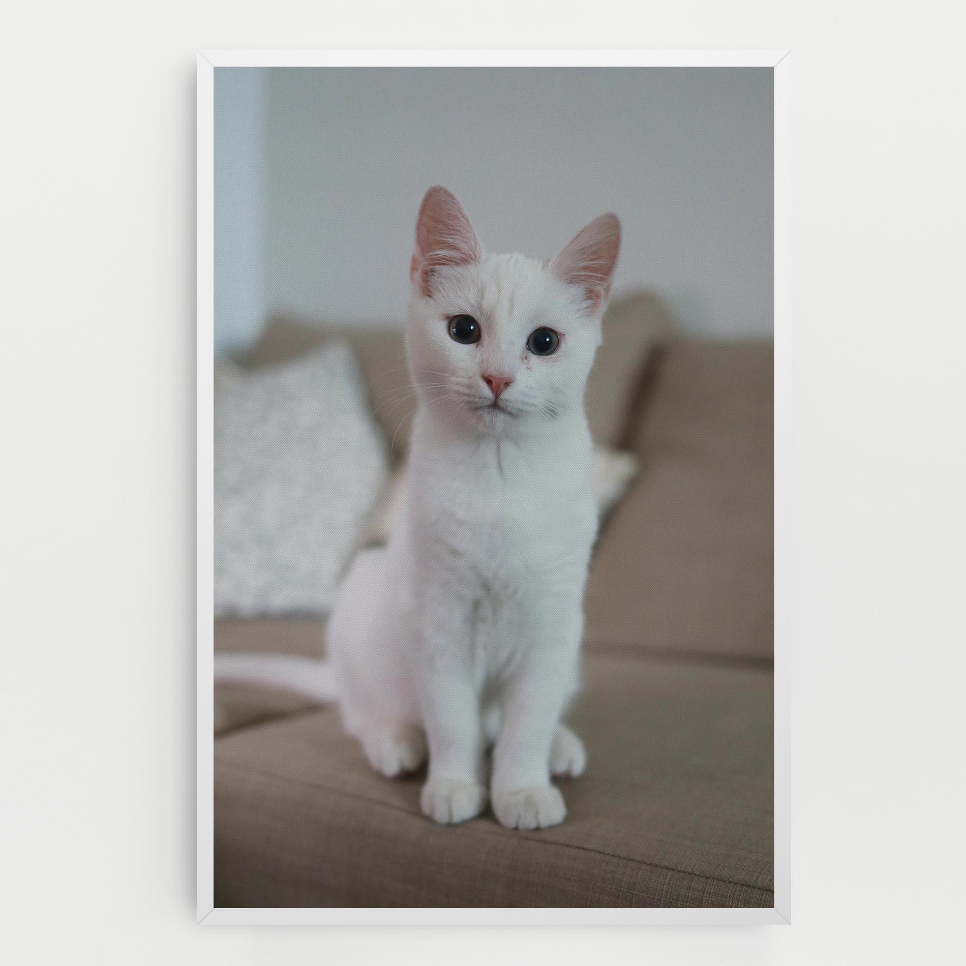 Vászonkép Beautiful White Cat mockup 0