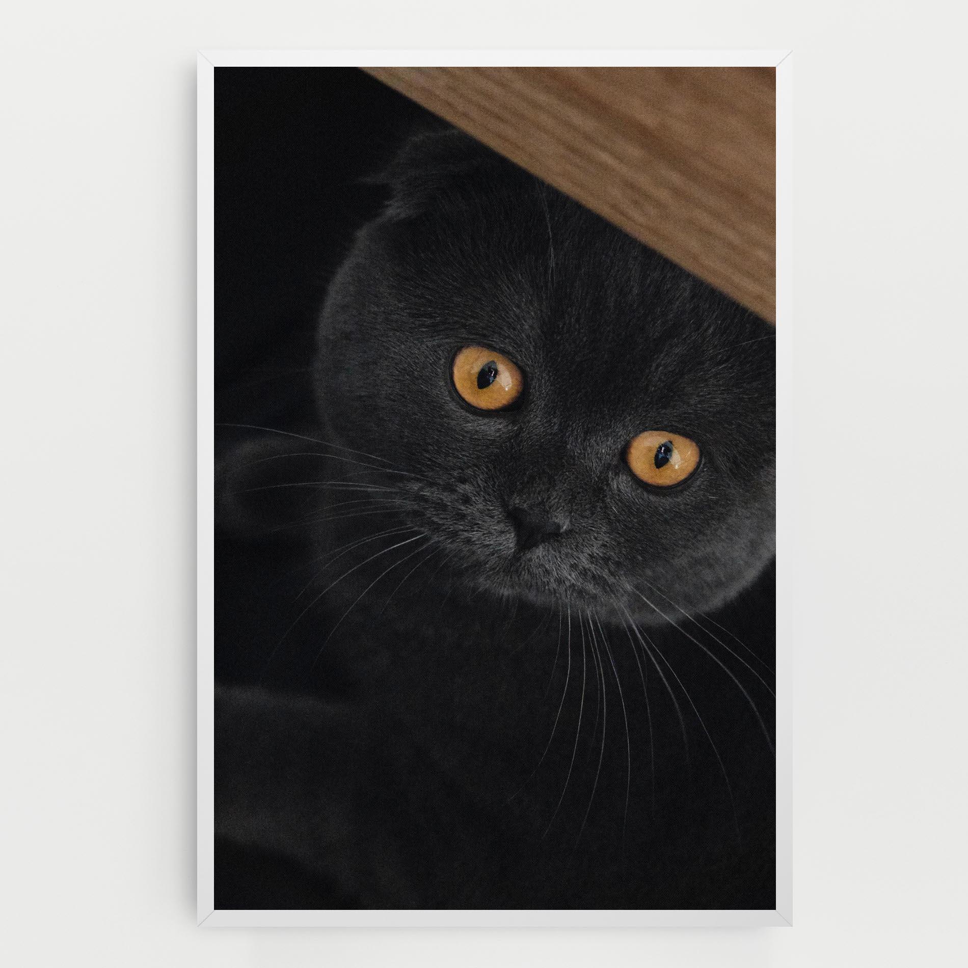 Vászonkép Grey Cat With Orange Eyes mockup 0