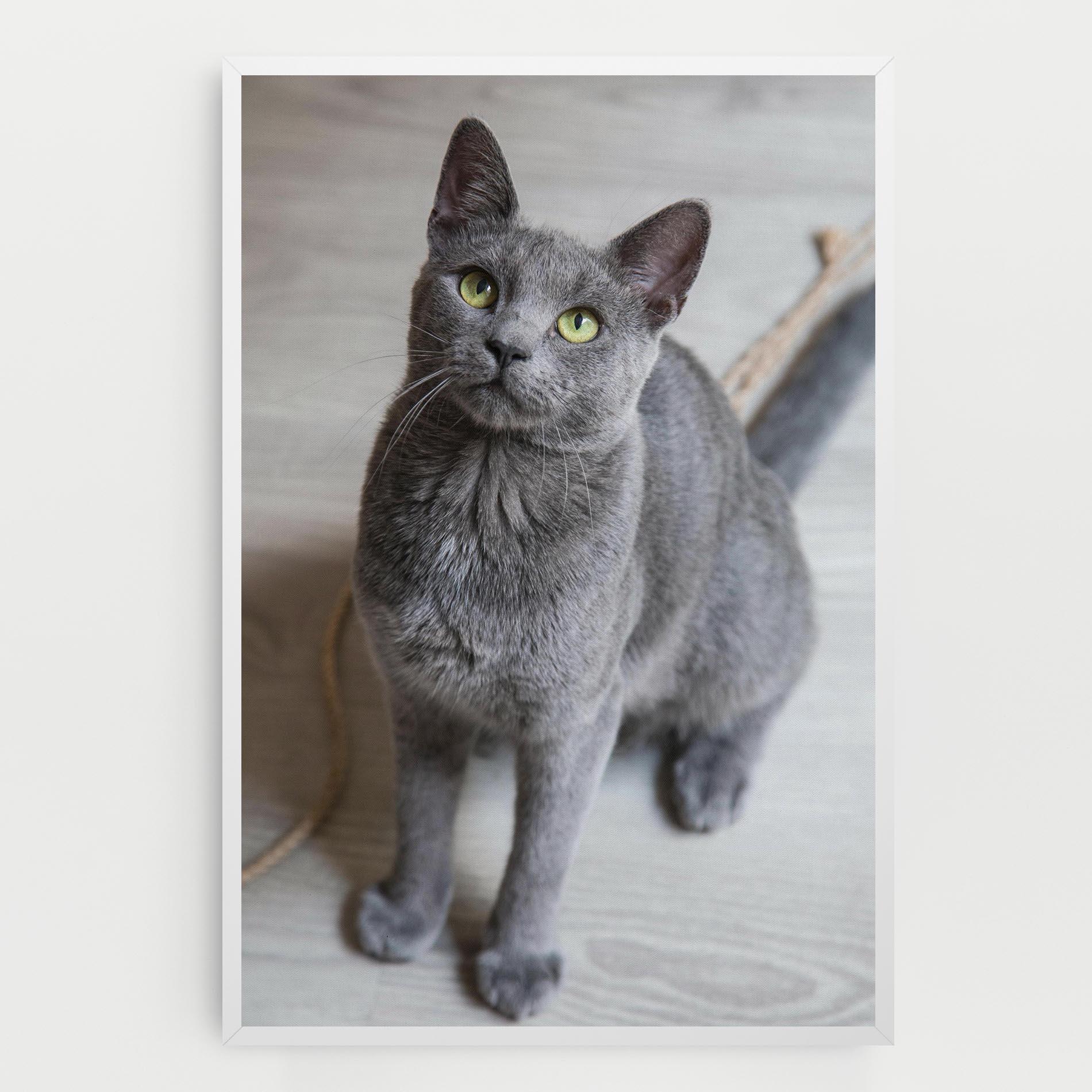 Vászonkép Grey Green Cat Eyes mockup 0