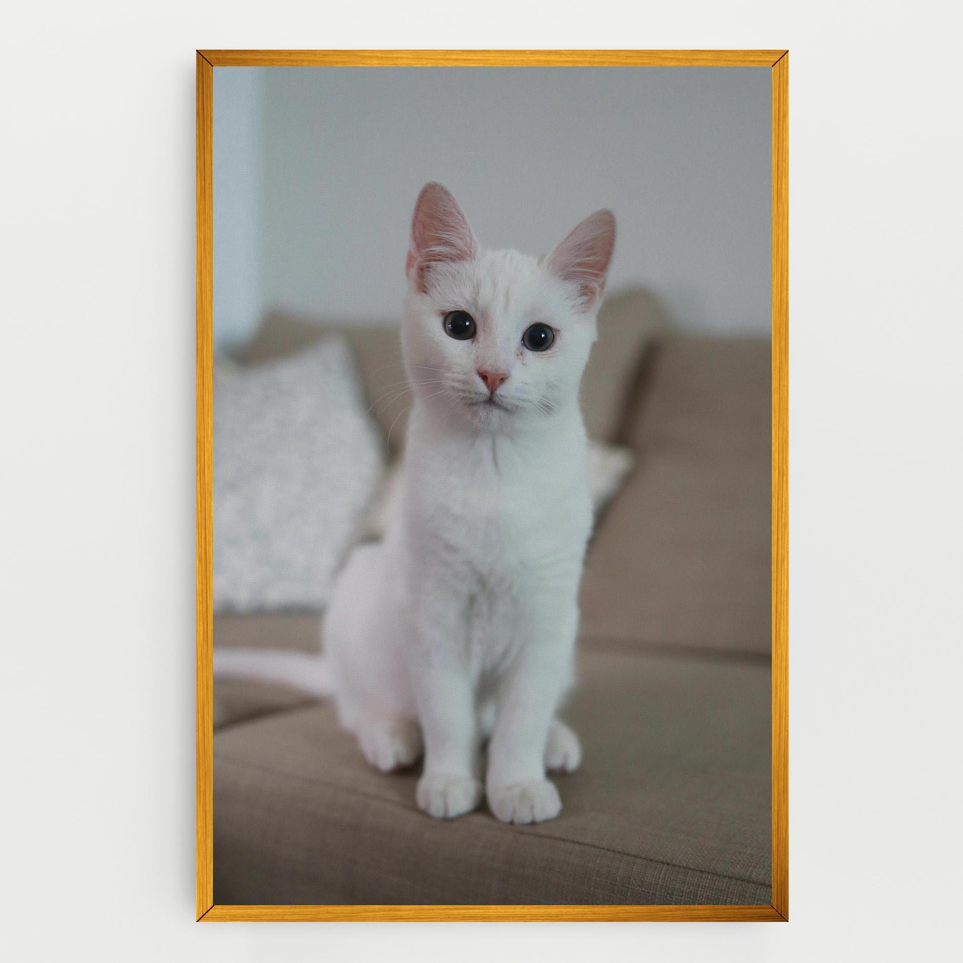 Vászonkép Beautiful White Cat mockup 0
