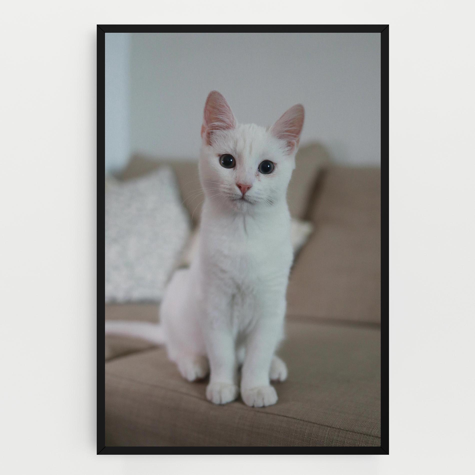 Vászonkép Beautiful White Cat mockup 0