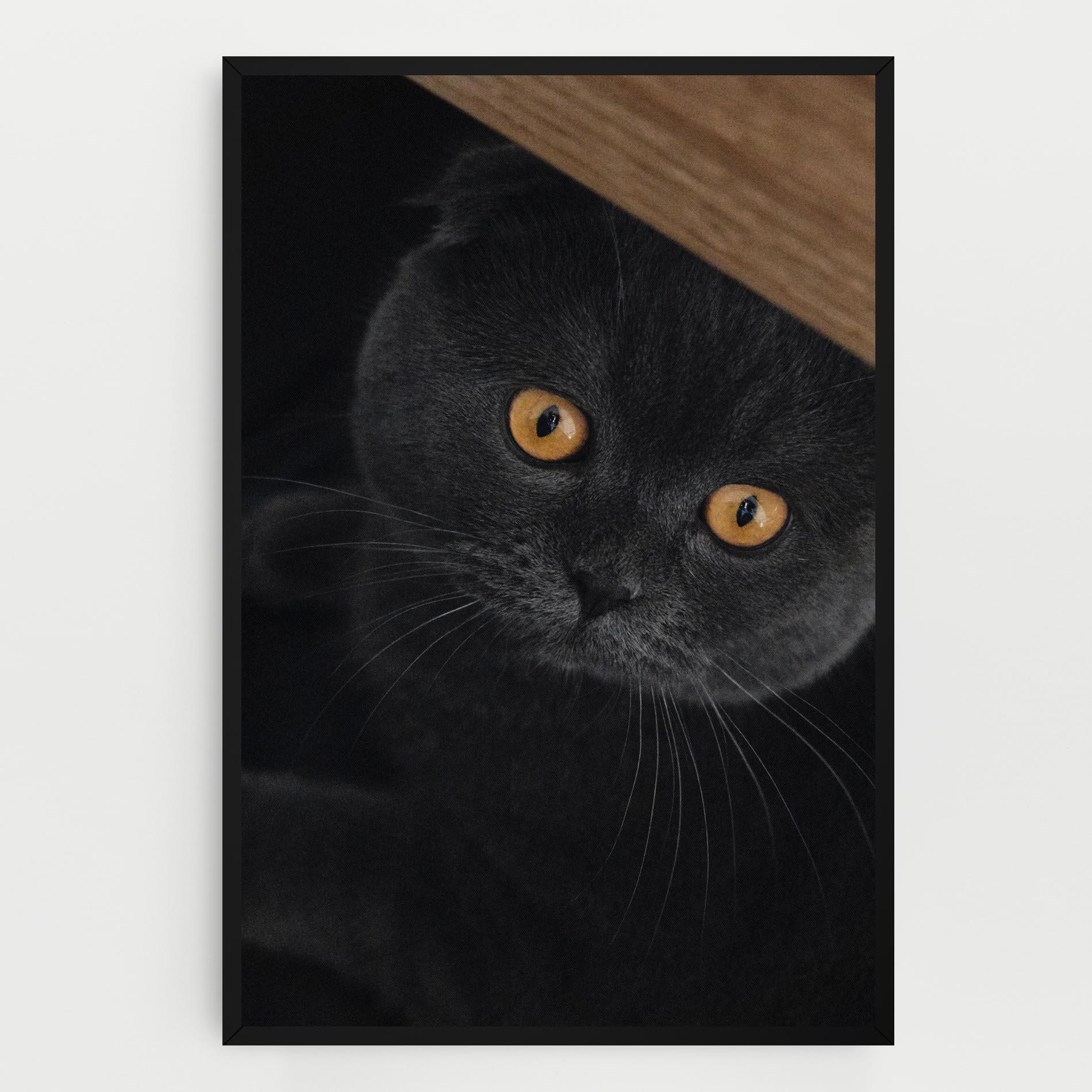 Vászonkép Grey Cat With Orange Eyes mockup 0