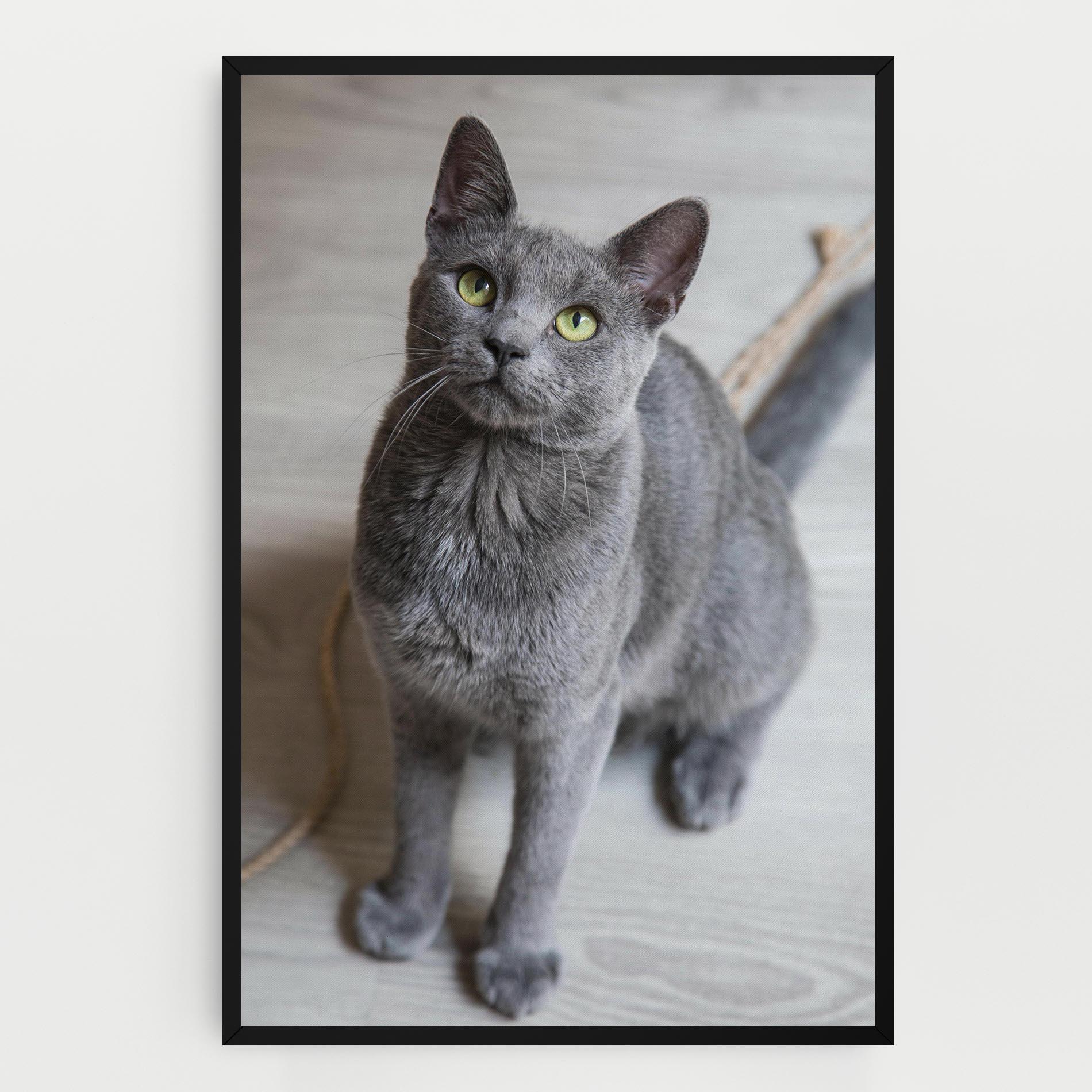 Vászonkép Grey Green Cat Eyes mockup 0