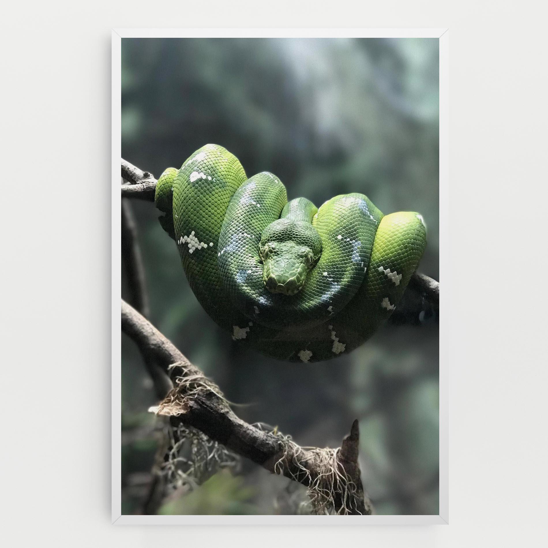 Vászonkép Sleepy Snake mockup 0